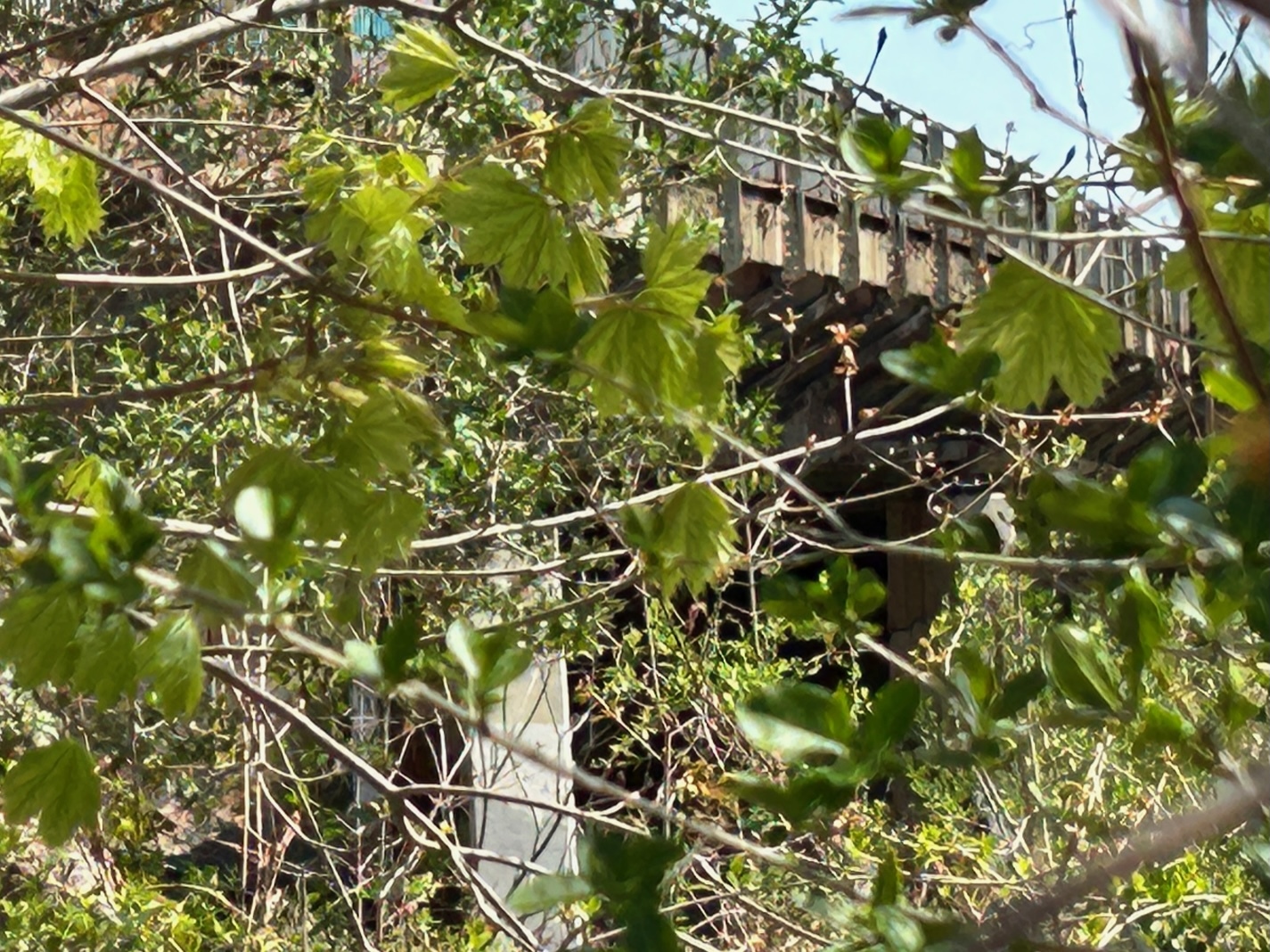 The railroad bridge on Montauk Highway in Hampton Bays, seen through thick brush on a neighboring property.   KITTY MERRILL