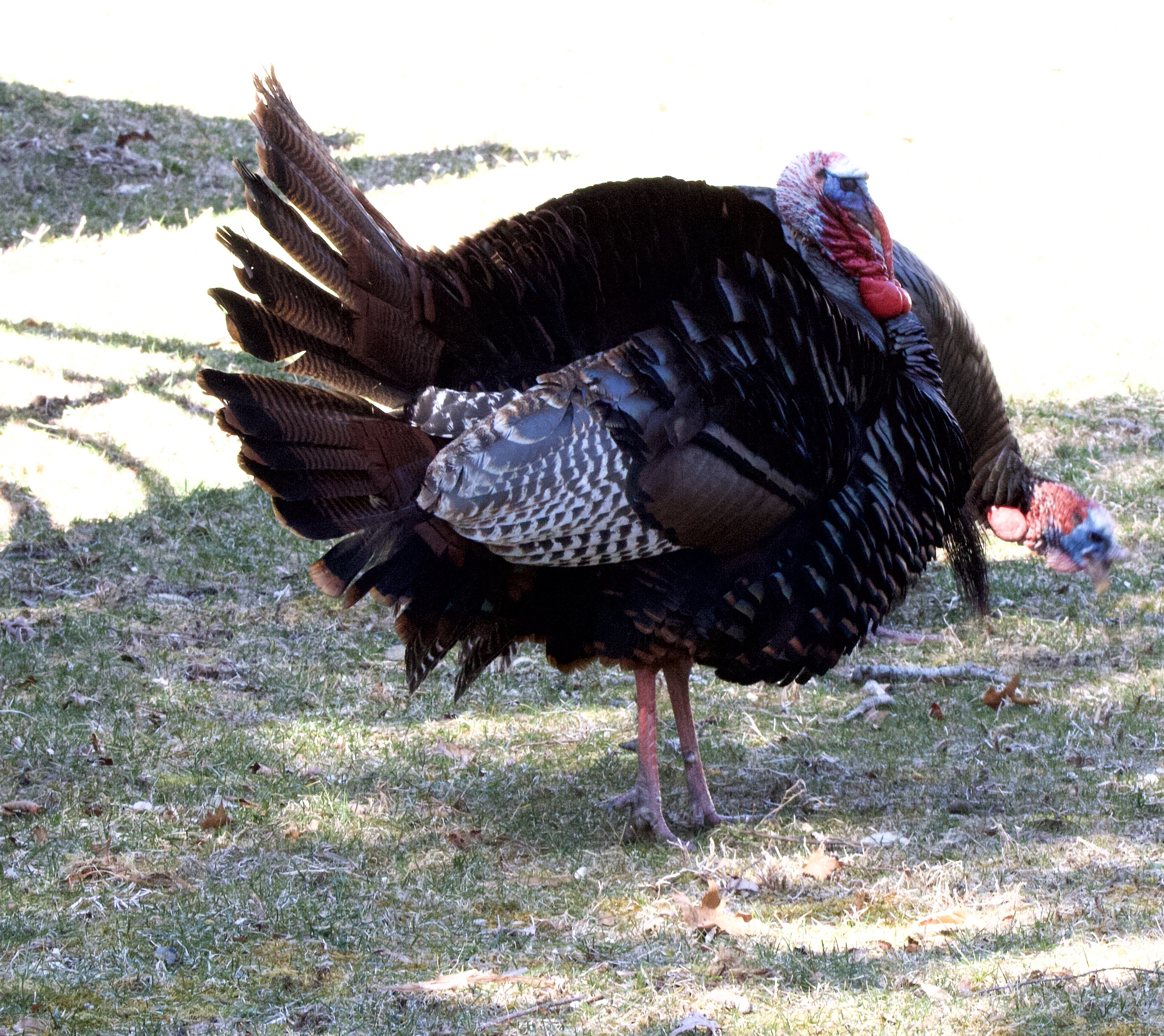 A male turkey.    TERRY SULLIVAN