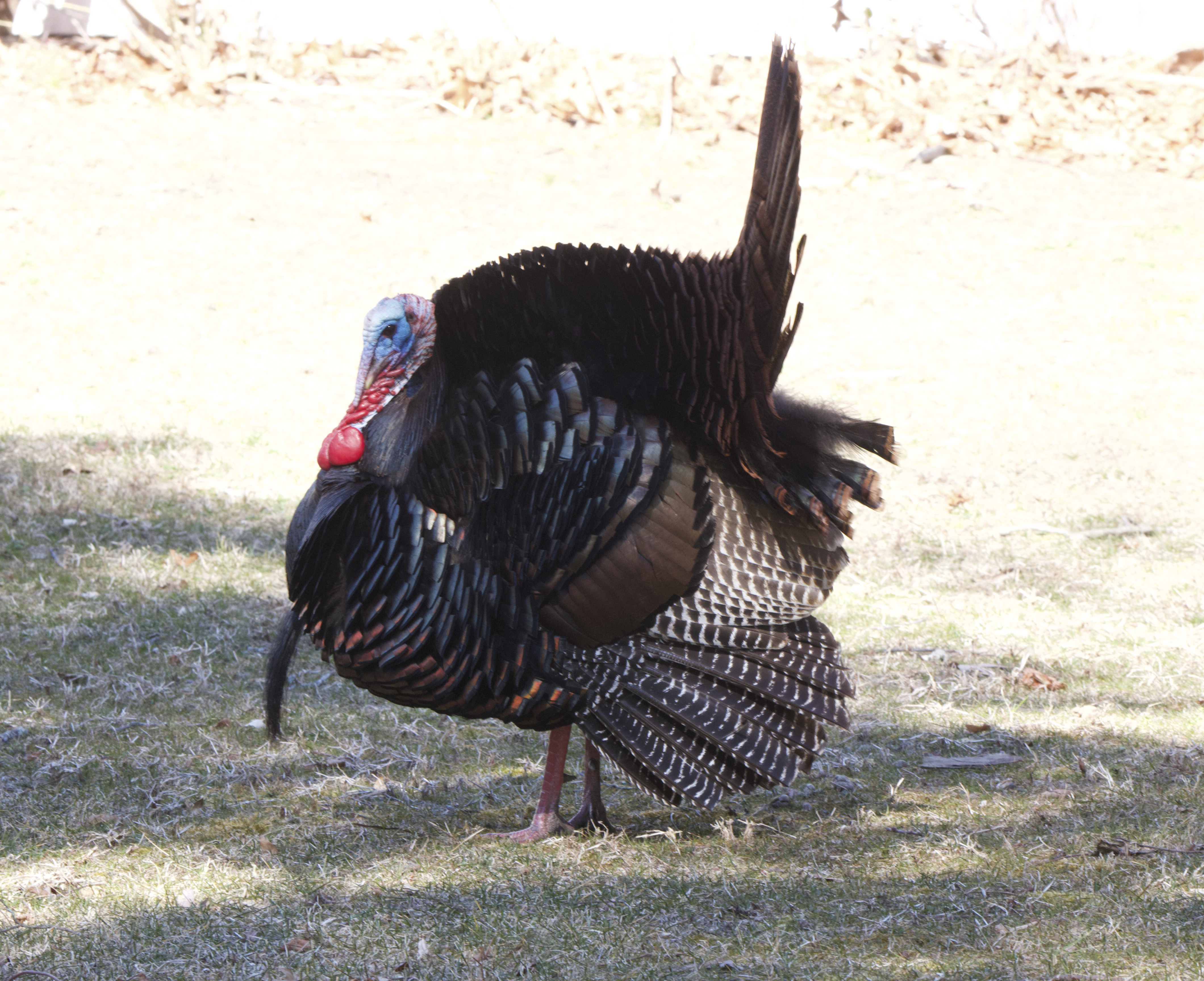 A male turkey.    TERRY SULLIVAN