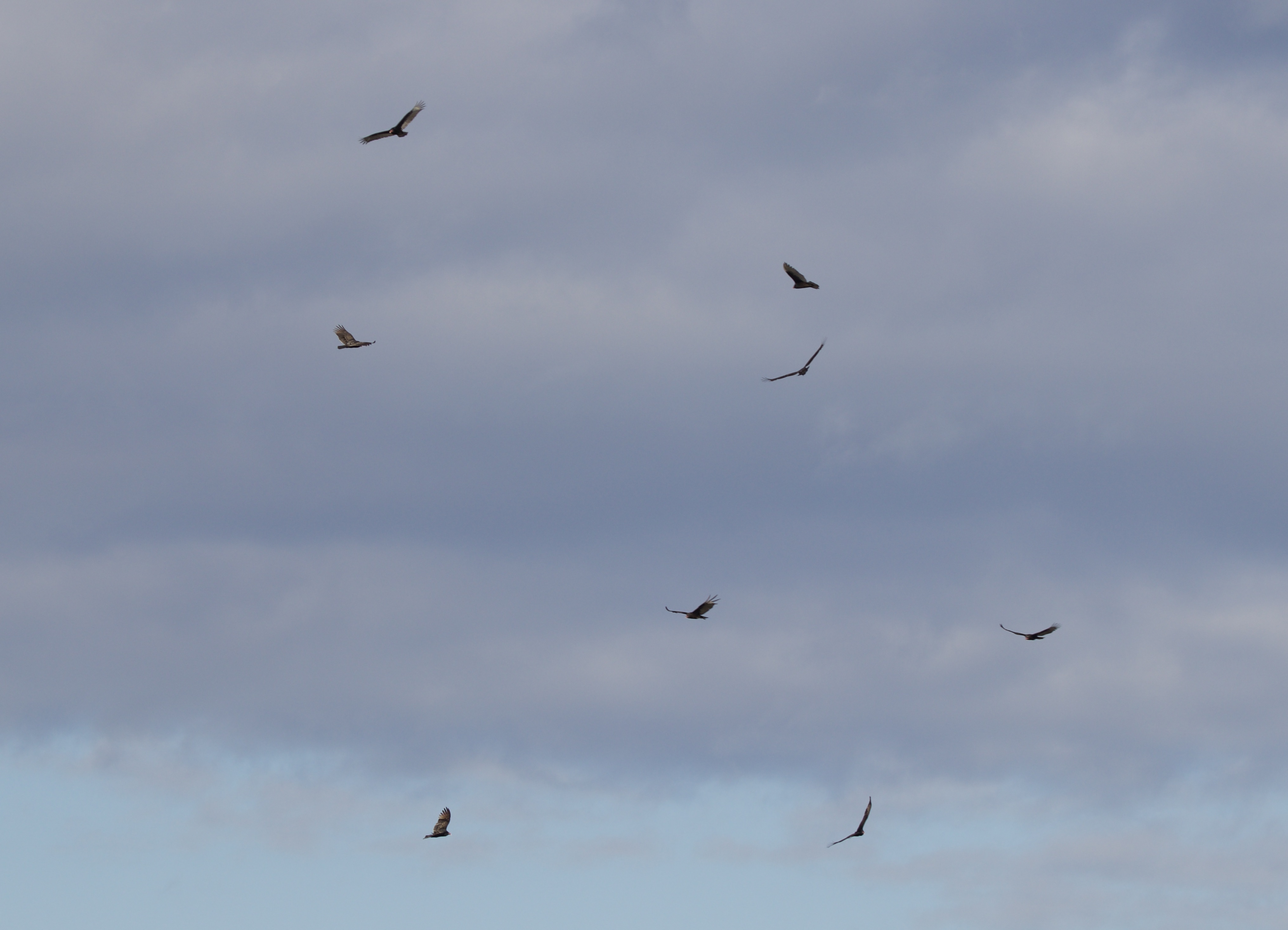 A common occurrence recently has been this scene; over a dozen of turkey vultures in the sky in Sag Harbor.    TERRY SULLIVAN