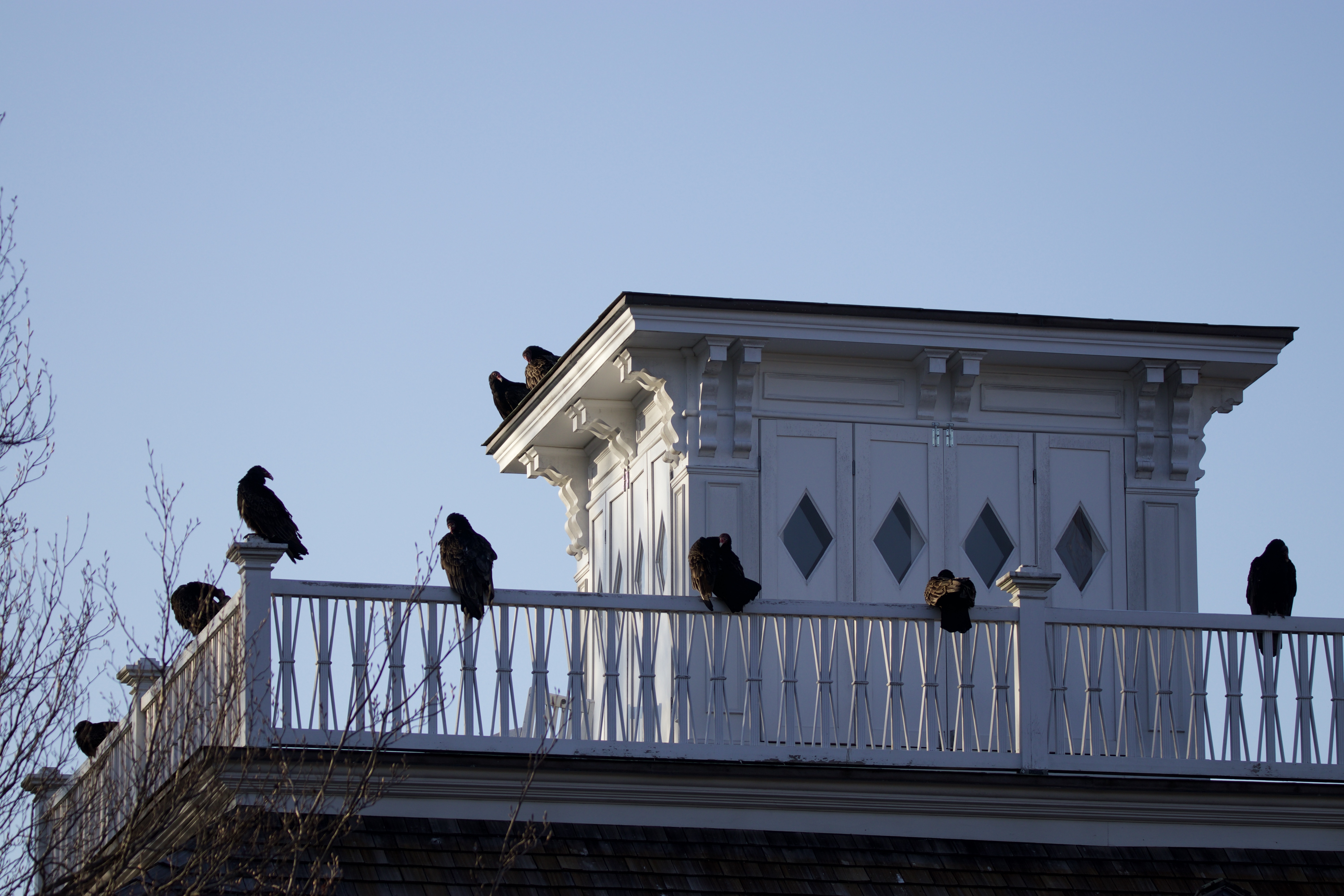 Turkey vultures perched atop the Napier House, Sag Harbor.    TERRY SULLIVAN
