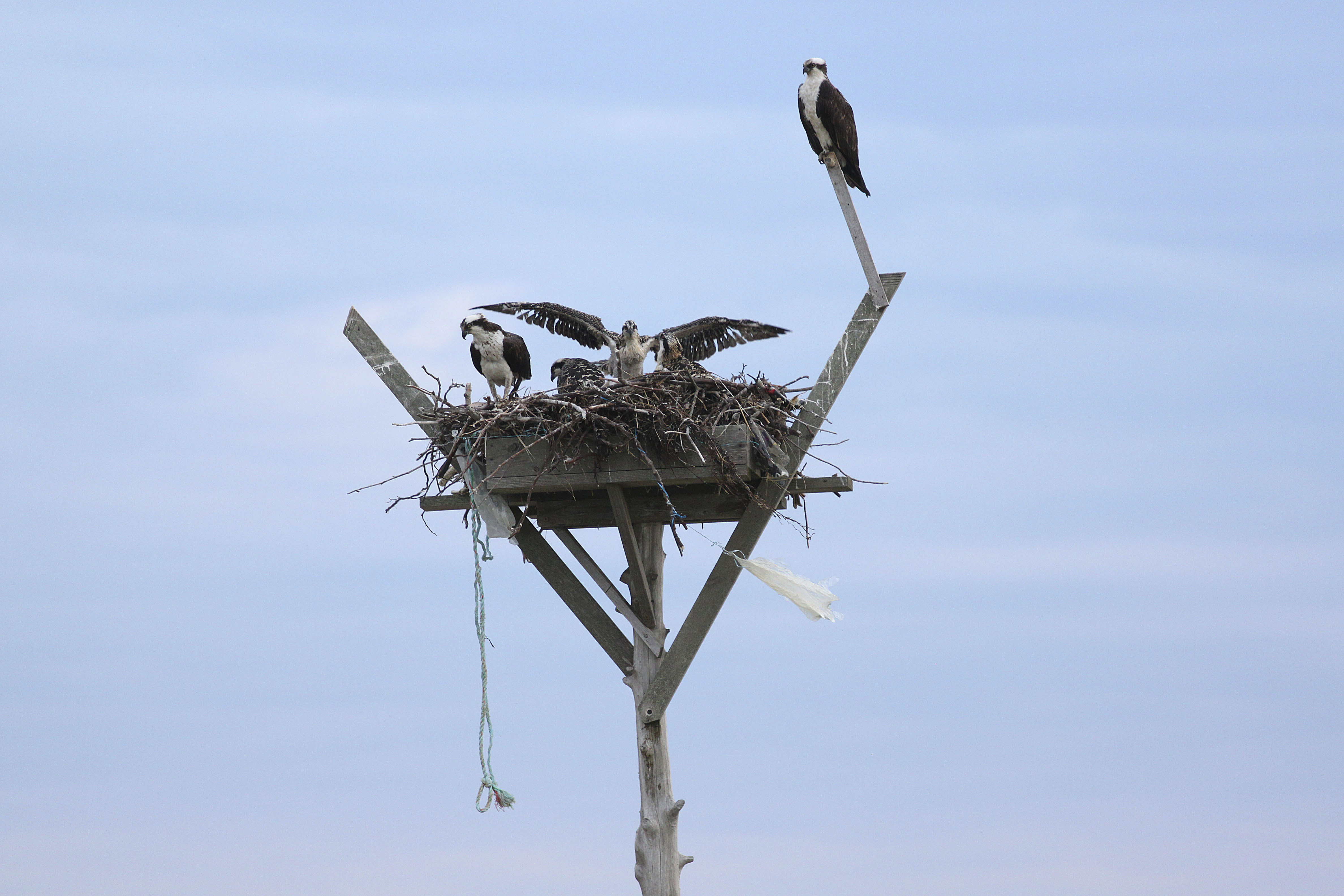 One of the signs of spring returning are the large amount of ospreys.  DANA SHAW