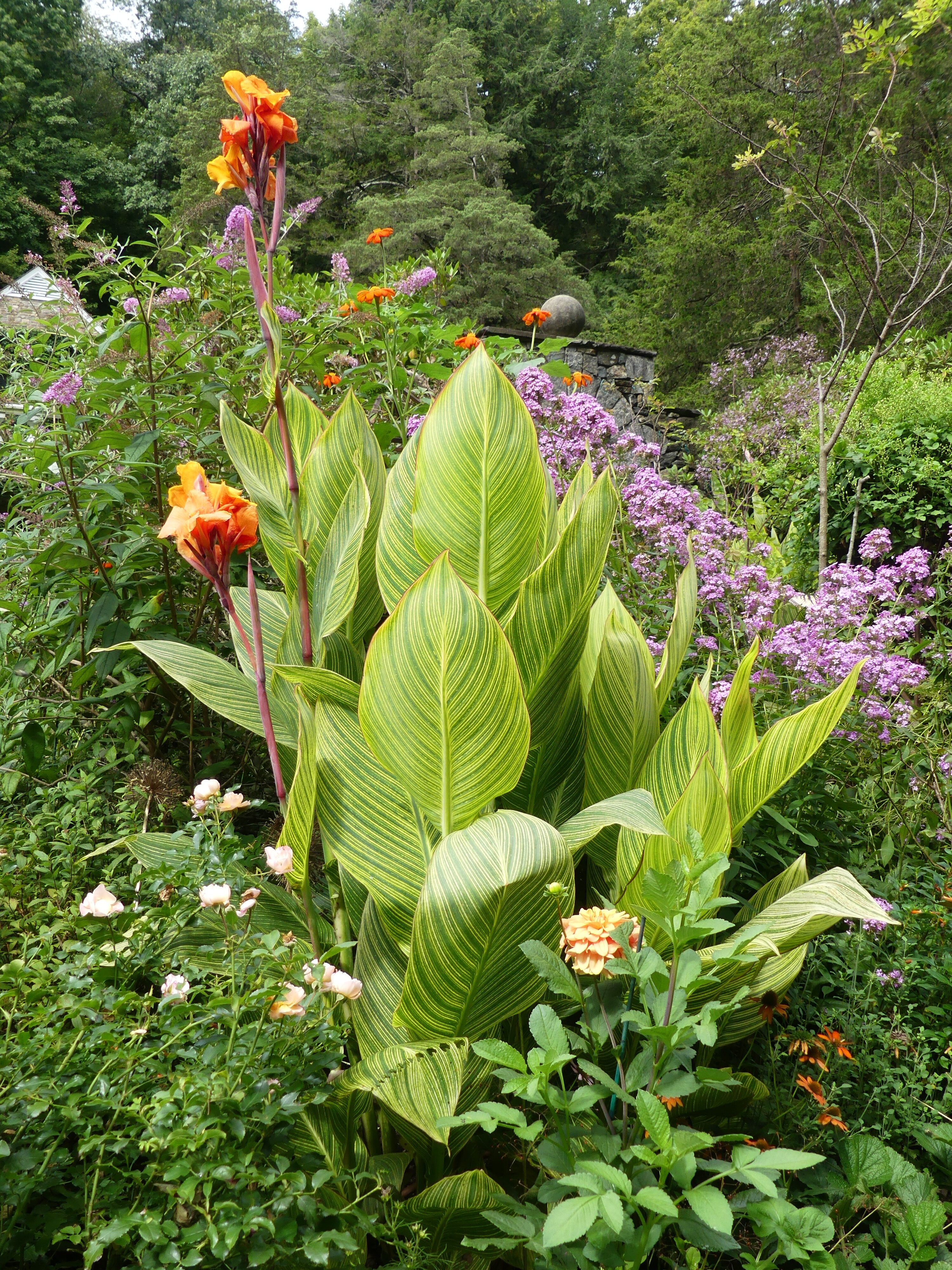 This variegated foliage canna with tall orange/red flowers is planted near the back of a narrow boarder. While the flowers will fade the foliage remains intact until the first frost. ANDREW MESSINGER
