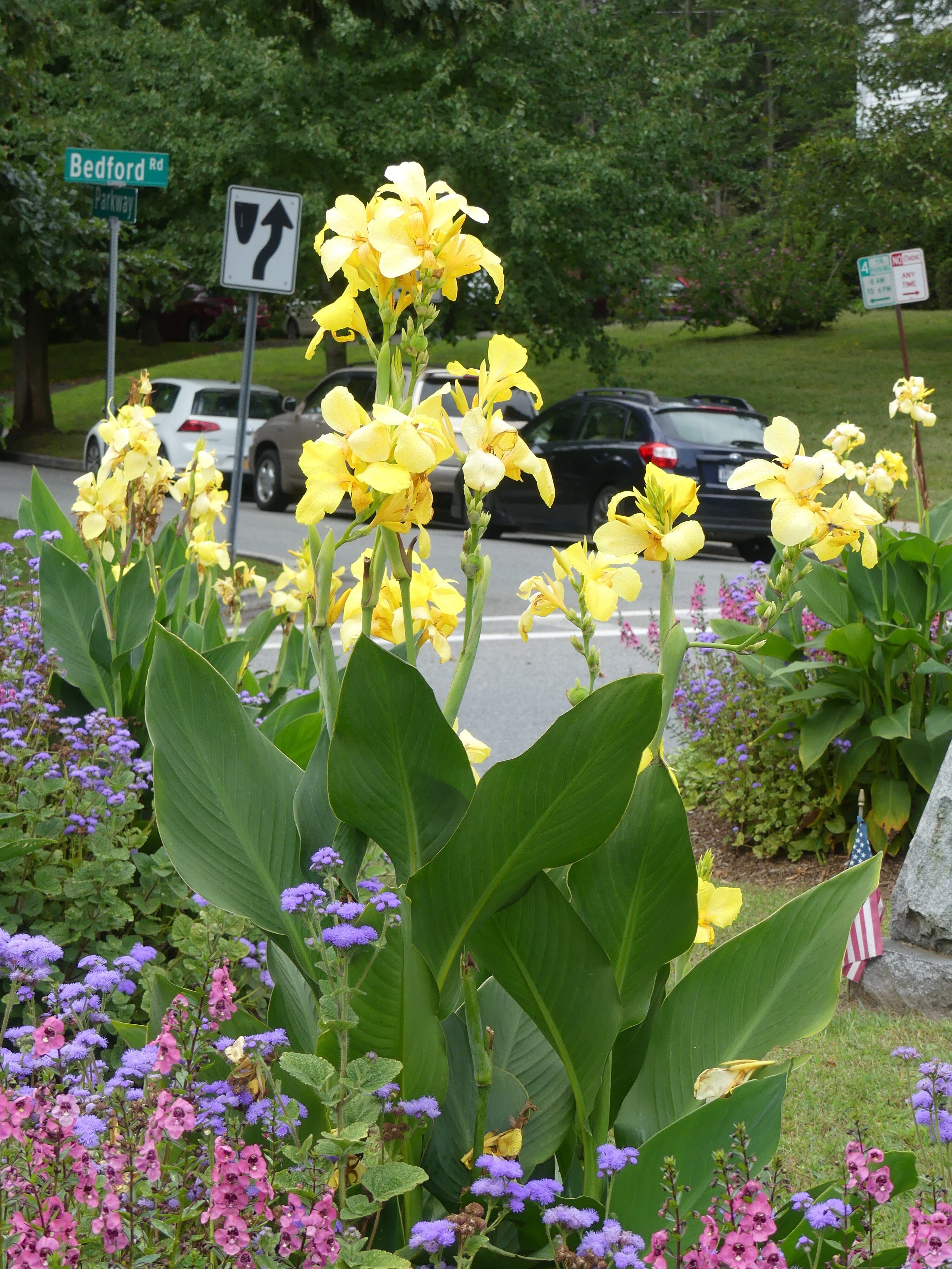 Yellow cannas in a municipal planting island in Katonah, New York, where they are on display every summer.
ANDREW MESSINGER