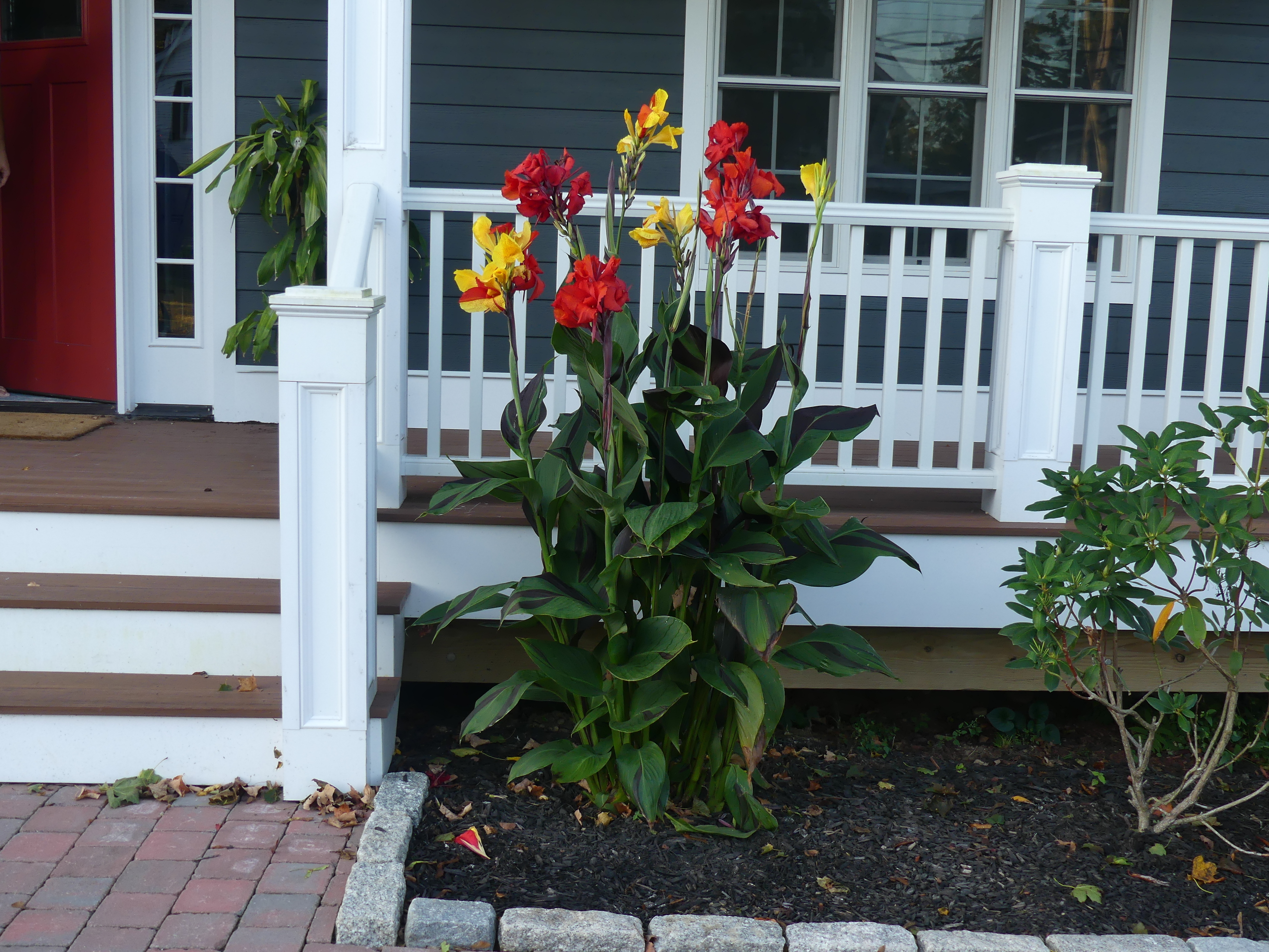 A group of cannas brightens up the front of an older commercial building. Just a few tubers allowed to fill in can liven up an otherwise boring view.  ANDREW MESSINGER