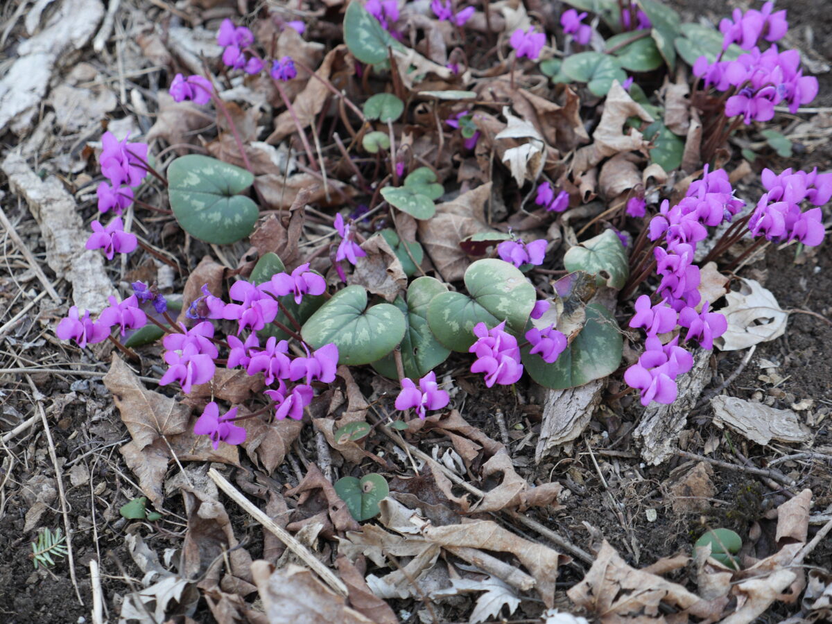 Cyclamen coum is a small flowering corm that has a fascinating flower and habit. It can be planted in lightly shaded dry spots where it will spread and naturalize.  Flowers are only 2 inches tall and can start flowering in February and continue through early May.
ANDREW MESSINGER