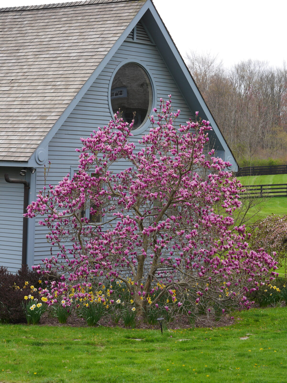 One of my favorite Magnolia shots is this traditional but short Magnolia perfectly set off the end of this cottage by a horse pasture. The richly colored flowers are not yet fully open but the color is magnificent.
ANDREW MESSINGER