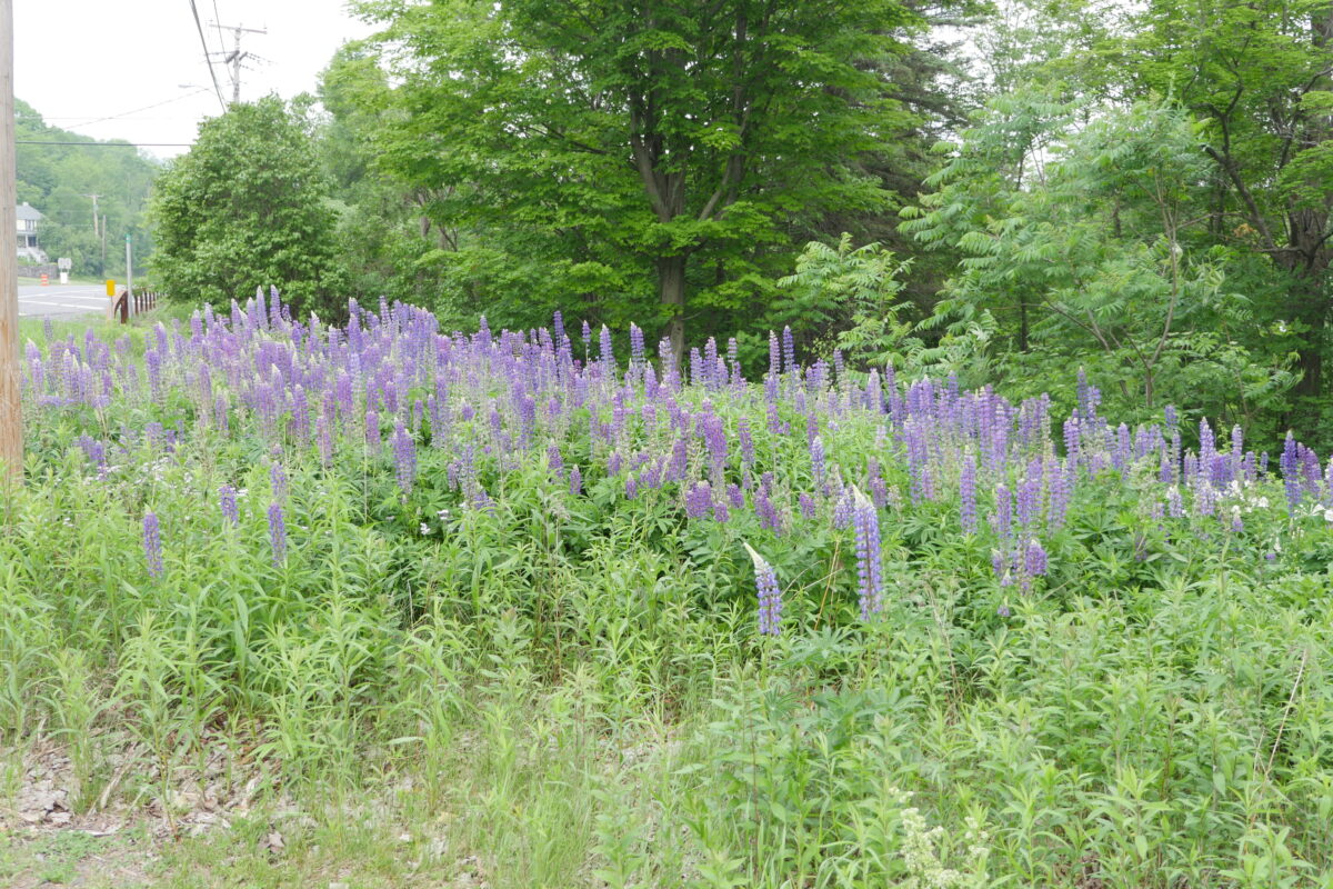 A stand of Lupinus perennis blooming in mid June along Route 23 near Hunter, New York. On the East End, where any remain, they bloom in early June and are true pollinator plants.
ANDREW MESSINGER