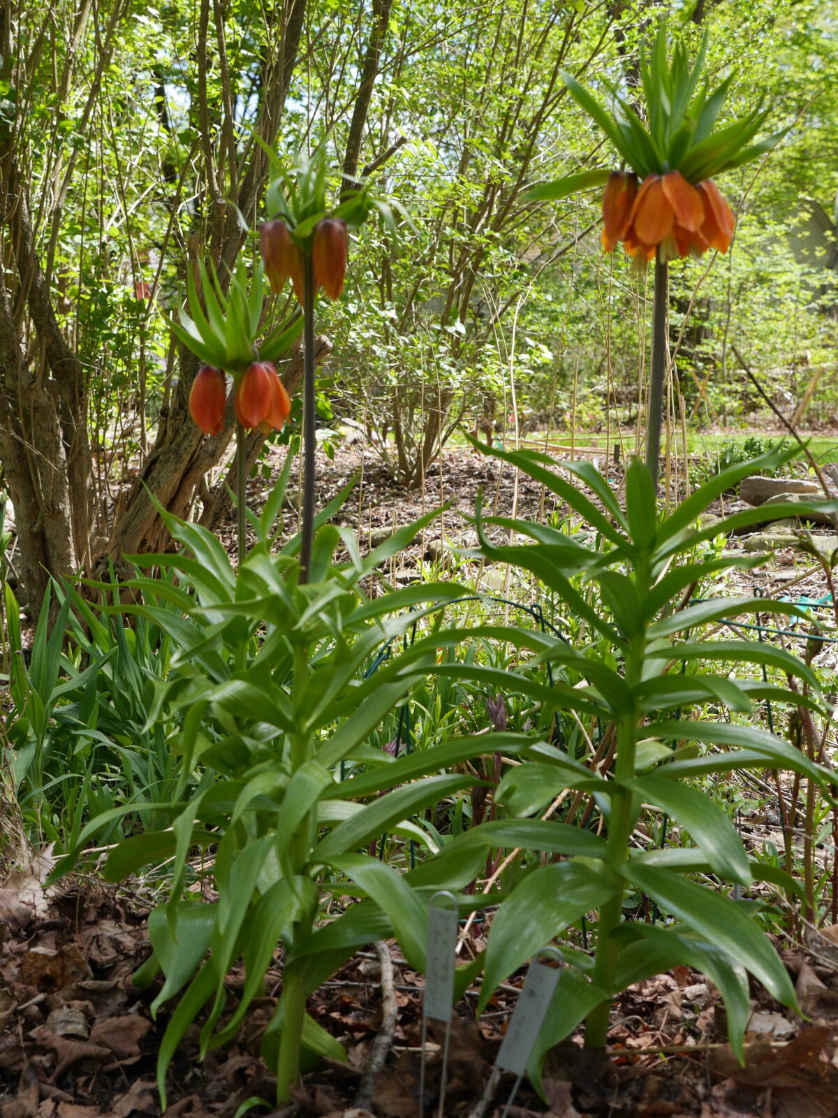 Fritillaria imperialis can grow up to 28 inches tall on stems that will need support in windy locations. Like F. Lutea, it has a 