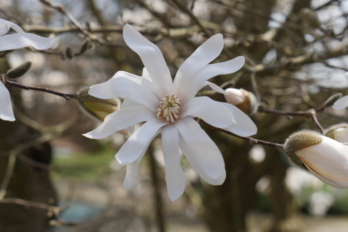 The star Magnolia is another Magnolia with a smaller stature that tends to be wider than taller. When in bloom, it has a heavenly aroma and small birds enjoy nest building in its intricate stem structure.  ANDREW MESSINGER