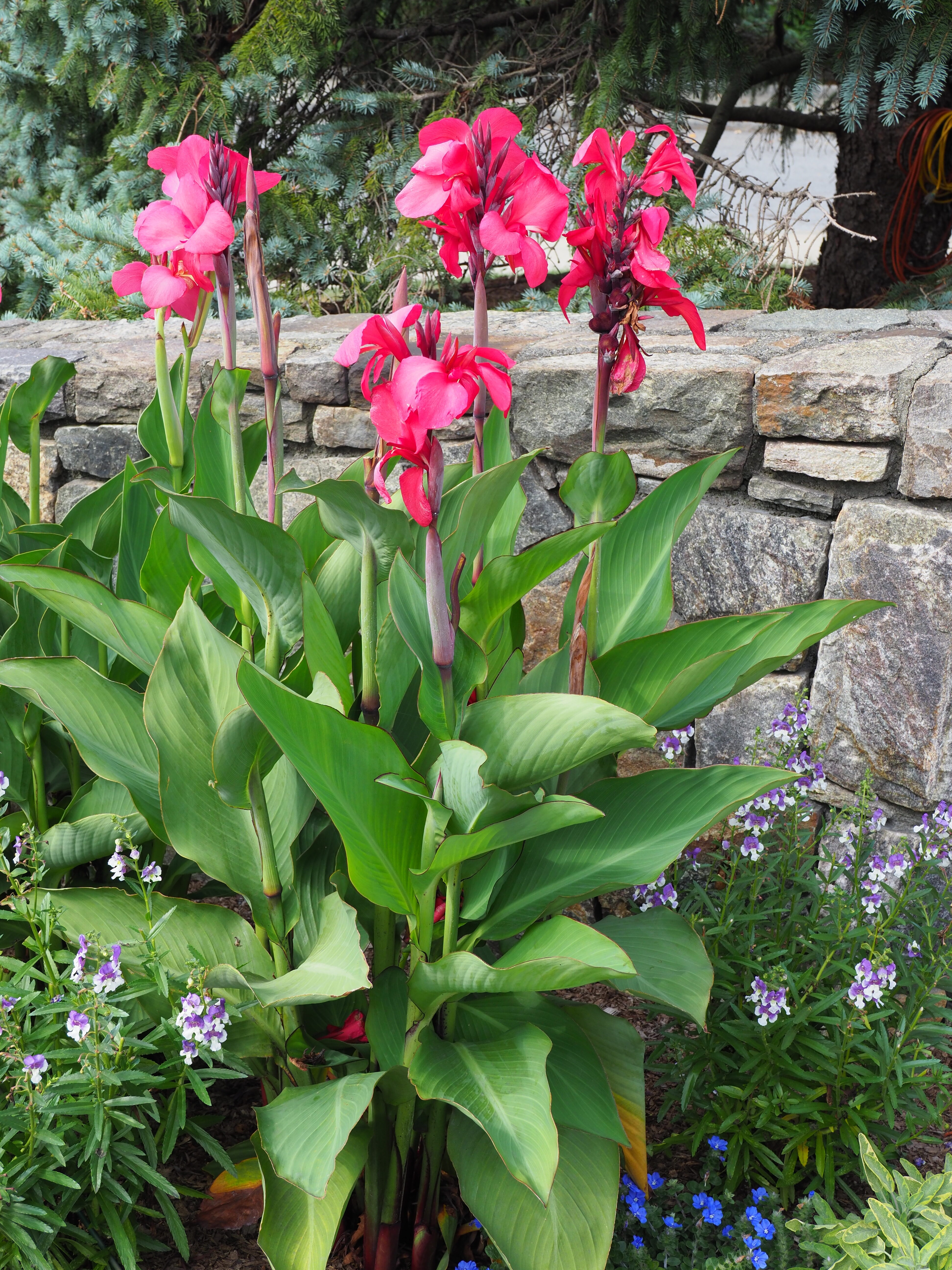 These hot-pink-flowering cannas about 5 feet tall are set in a narrow border backed by a stone wall with taller annuals use to fill in around and under the cannas.
