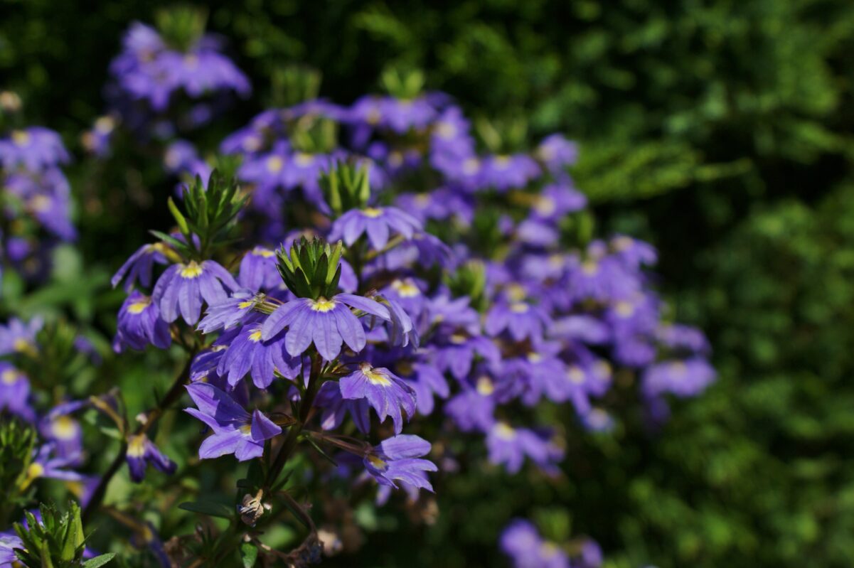 Scaevola aemula at Previti/Gumpel Garden in East Hampton. KARL GERCENS