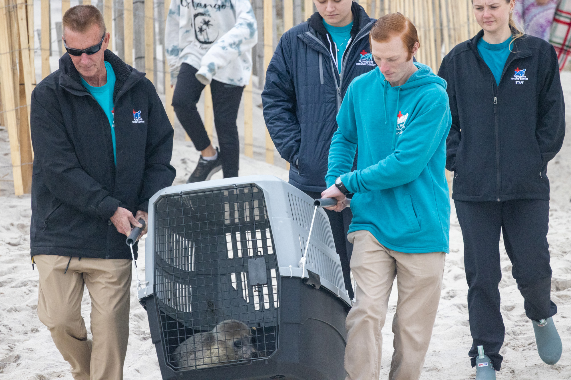 The New York Marine Rescue Center release juvenile harp seal at Tiana Beach in Hampton Bays  on April 7. the seal was originally found in Delaware in distress due to the warmer water. It was transferred to the Center  Riverhead several weeks ago.         MICHAEL O'CONNOR