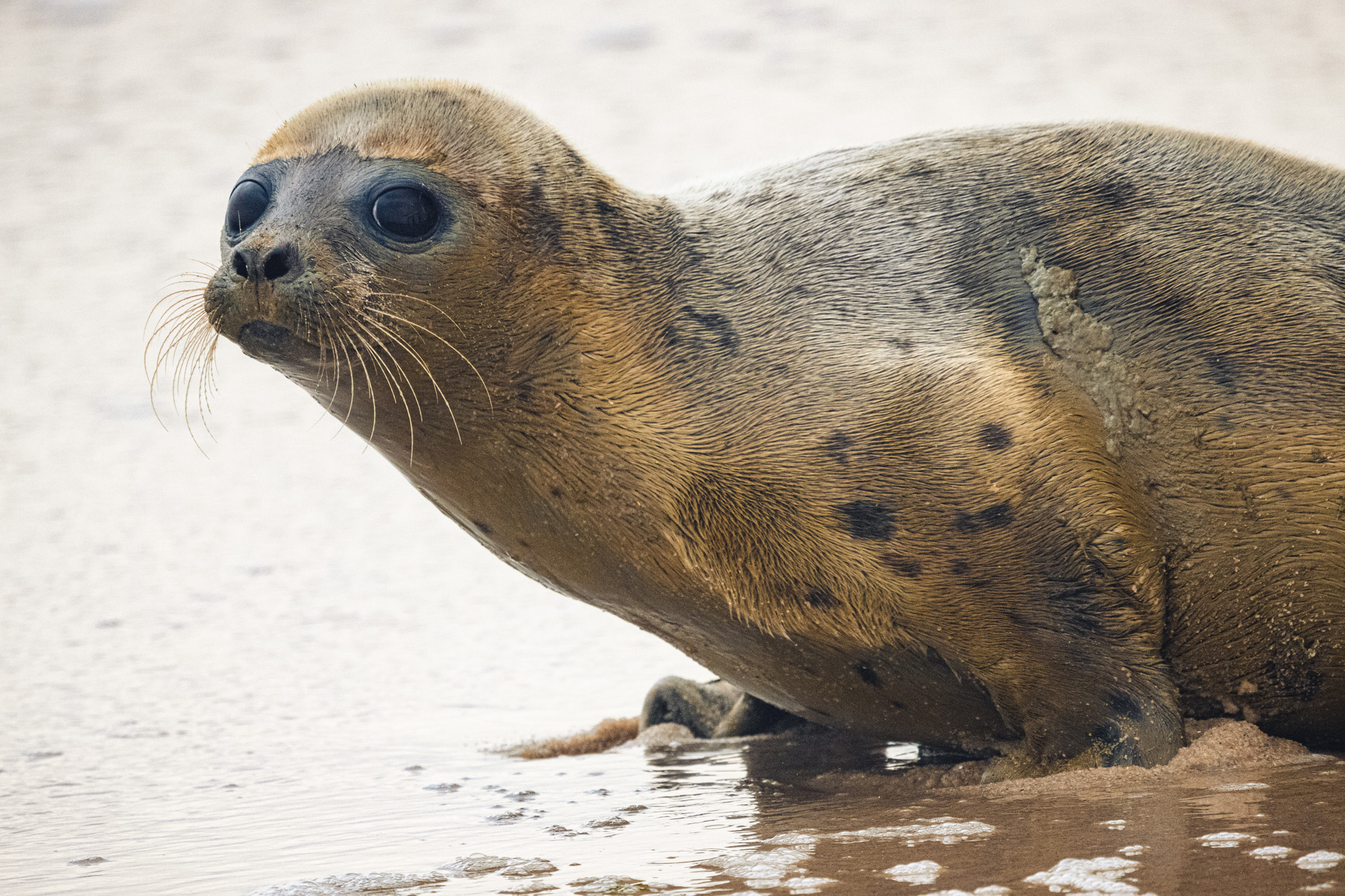 The New York Marine Rescue Center release juvenile harp seal at Tiana Beach in Hampton Bays  on April 7. the seal was originally found in Delaware in distress due to the warmer water. It was transferred to the Center  Riverhead several weeks ago.         MICHAEL O'CONNOR