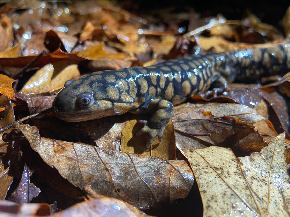 Eastern tiger salamander. 