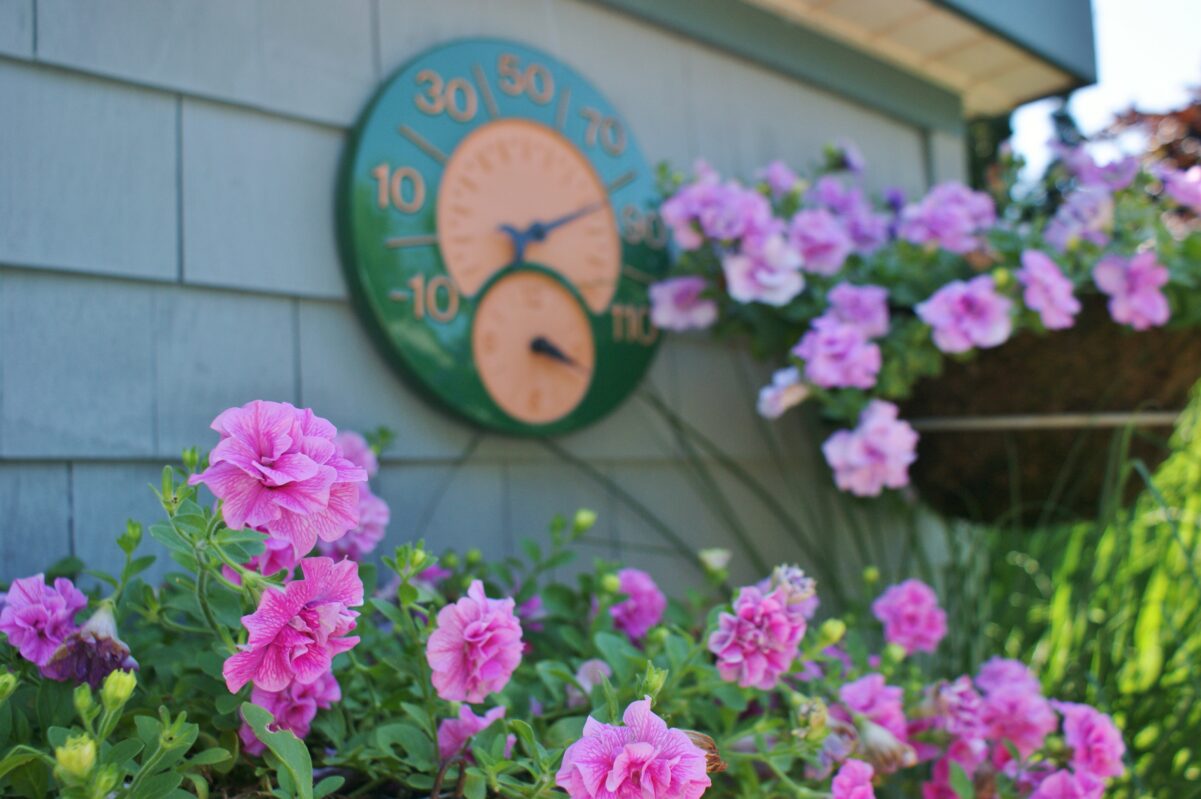 Double Petunias at Ellen Coster and Maurice Isaac’s garden in Mattituck.  KARL GERCENS