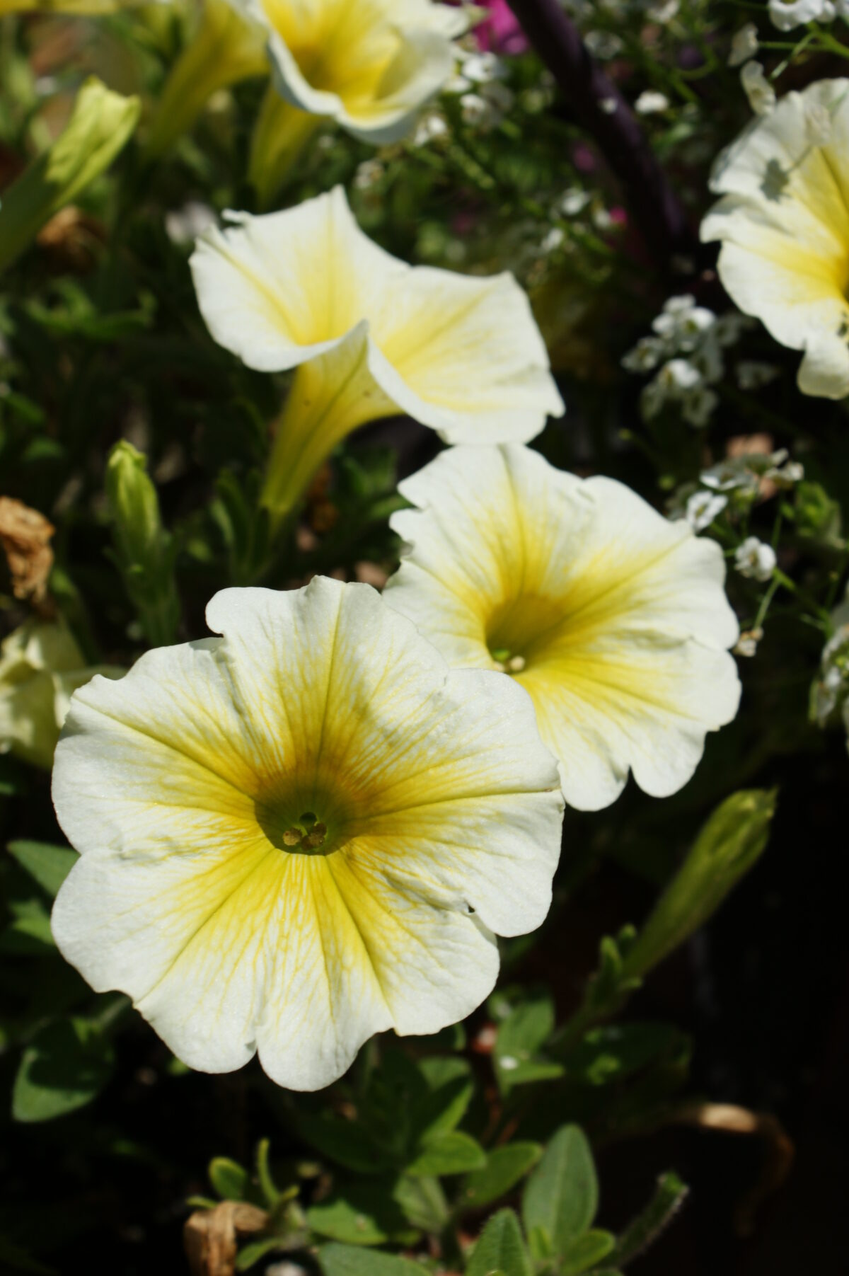 Petunias at Ellen Coster and Maurice Isaac’s garden in Mattituck.  KARL GERCENS