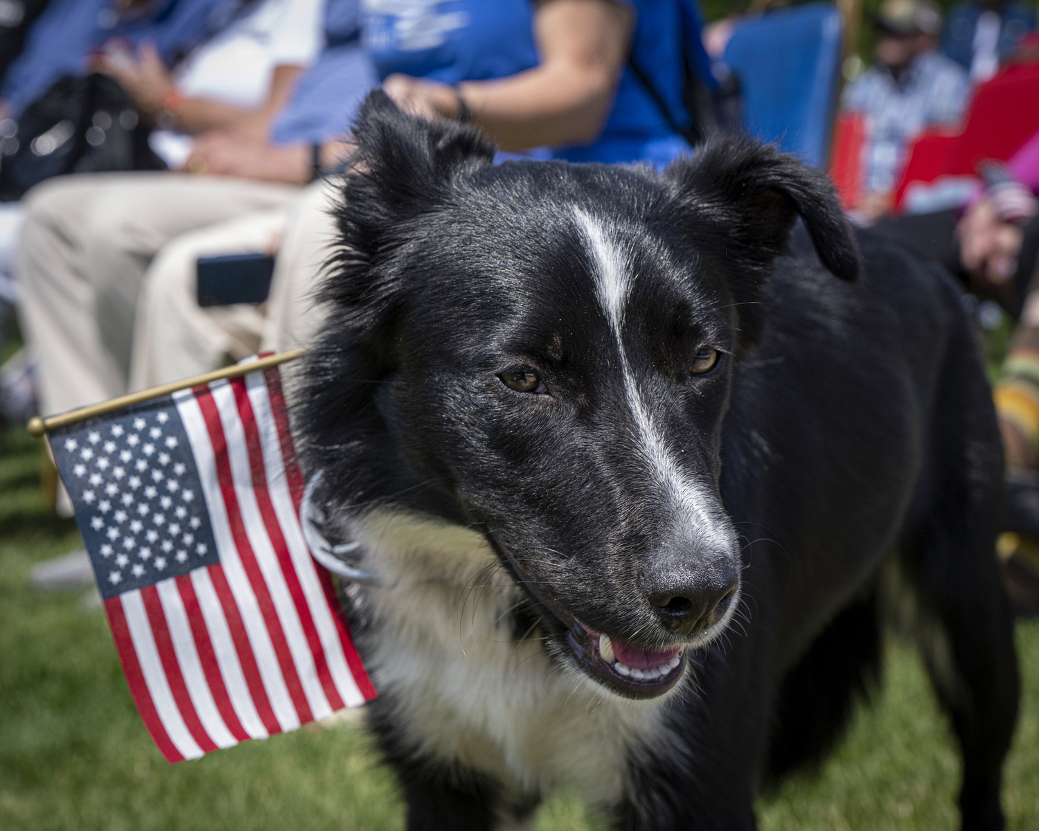 A canine freind during the Memorial Day service in Agawam Park in Southampton Village on Monday.