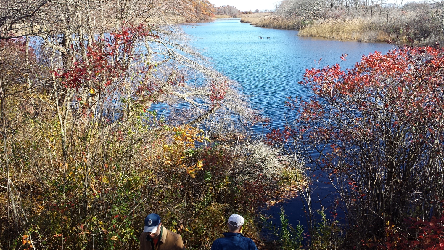 View from the inland freshwater pond on Plum Island. Louise Harrison photo