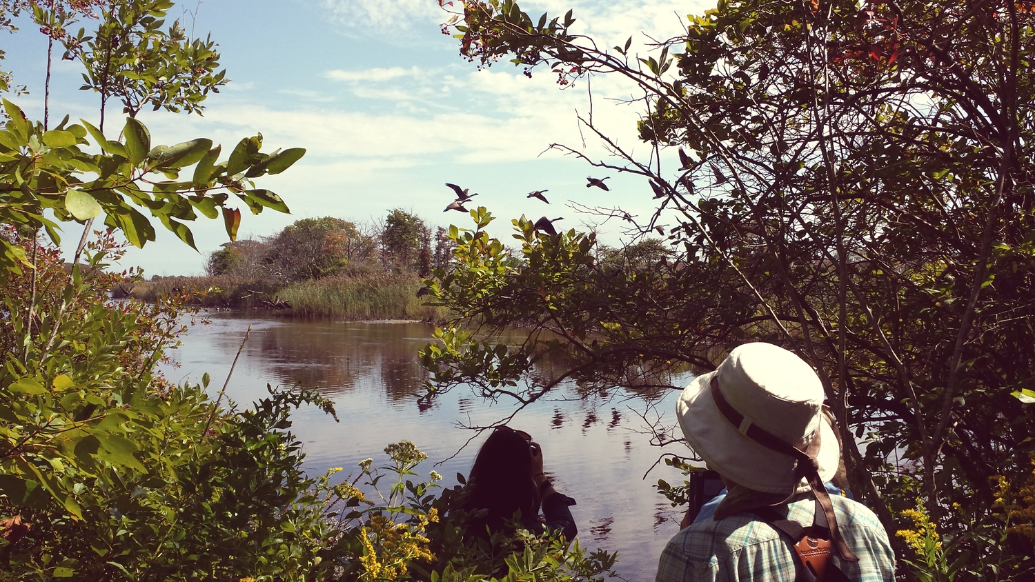 View from the inland pond on Plum Island. Lousie Harrison photo