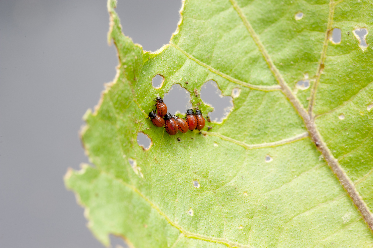 Colorado potato beetle larvae feeding on eggplant foliage. The larvae and adults leave large feeding holes on leaf interior and on leaf edges.  They can be hand-picked or organic insecticides can be used.      DWIGHT SIPLER, <a href=