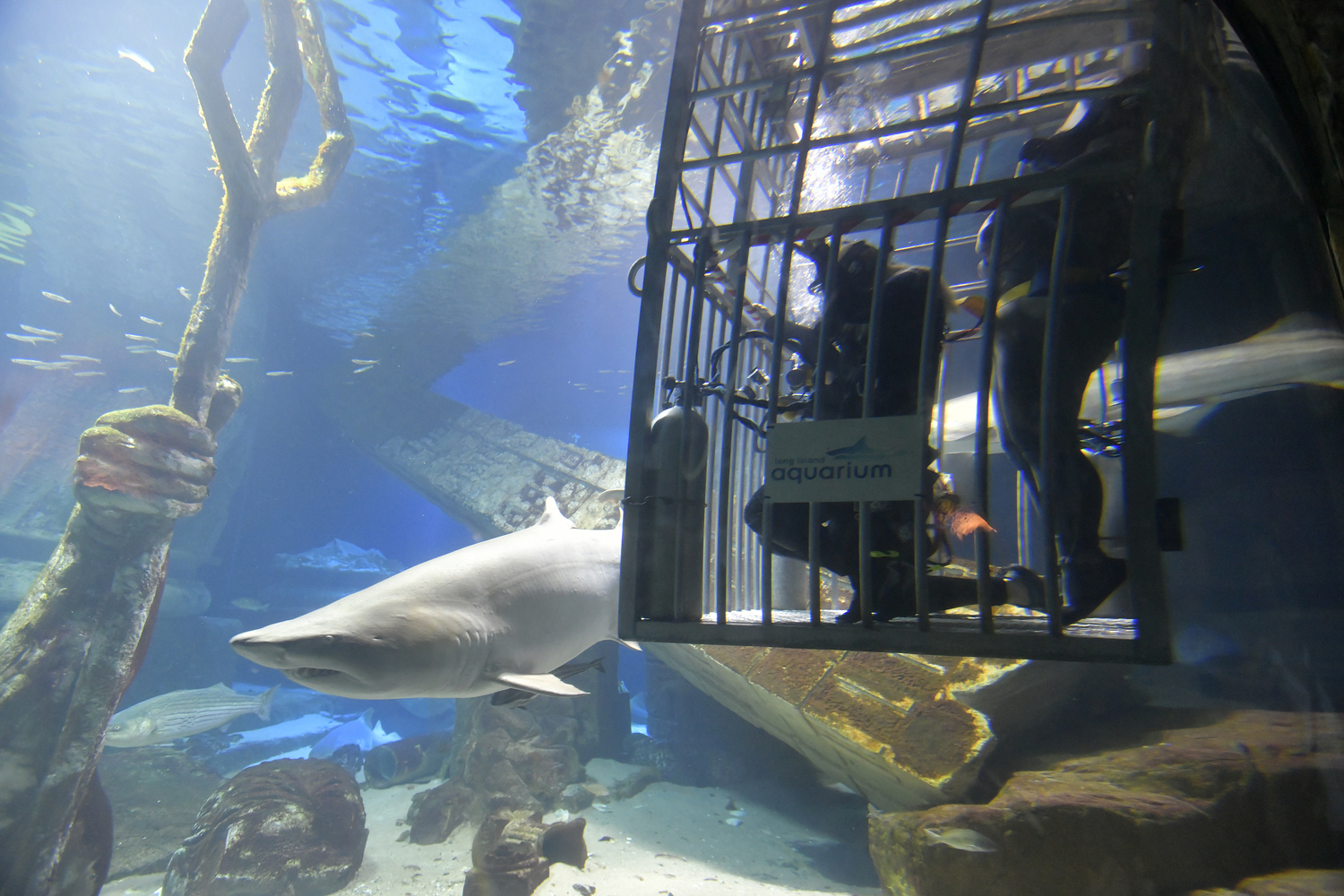 Desirée in the shark cage. DANA SHAW