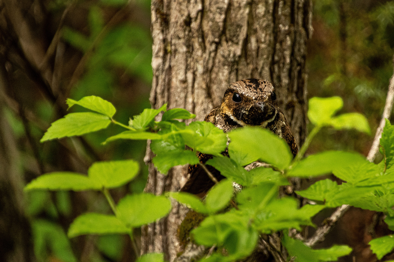 An Eastern whippoorwill perched in a tree.  Whippoorwills are often heard more than they are seen due to their camouflage coloring.