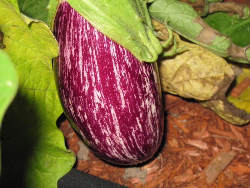 This is an Italian type of eggplant that grows about 8 inches long. The fruit has a mellow flavor that works well for frying or grilling. 
ROB DUVAL/WIKIMEDIA COMMONS, CC BY-SA 3.0