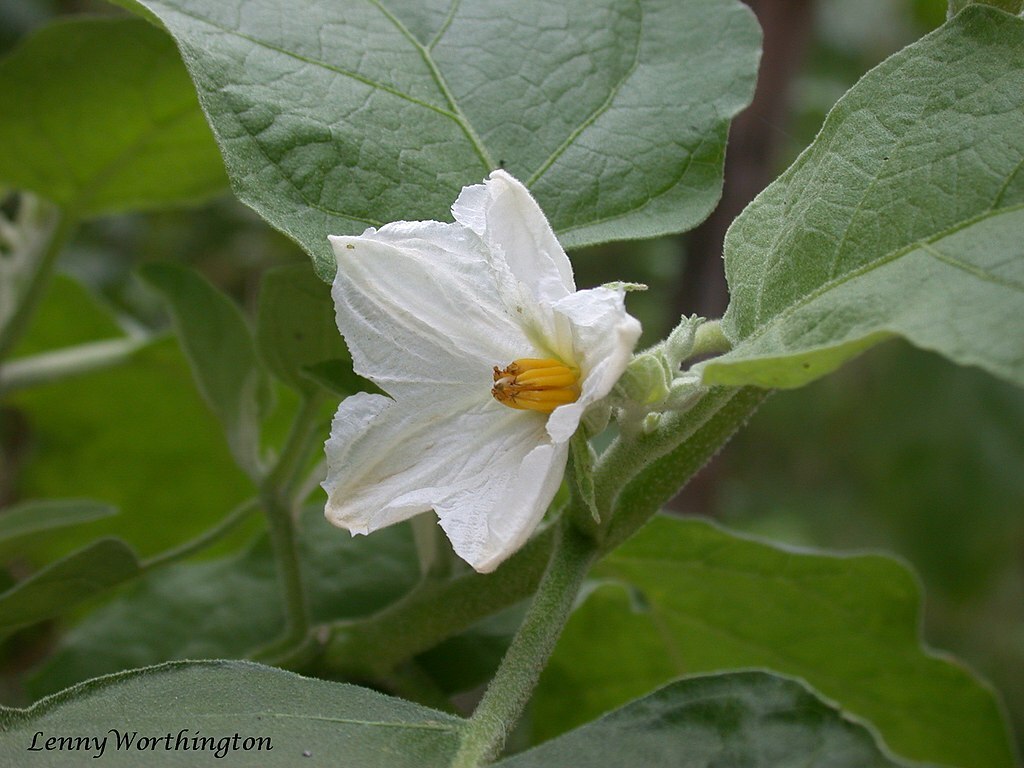 Some eggplants have white flowers and in most cases this will indicate a white fruit. However, some white eggplants are only ornamental and not intended for eating.  LENNY WORTHINGTON