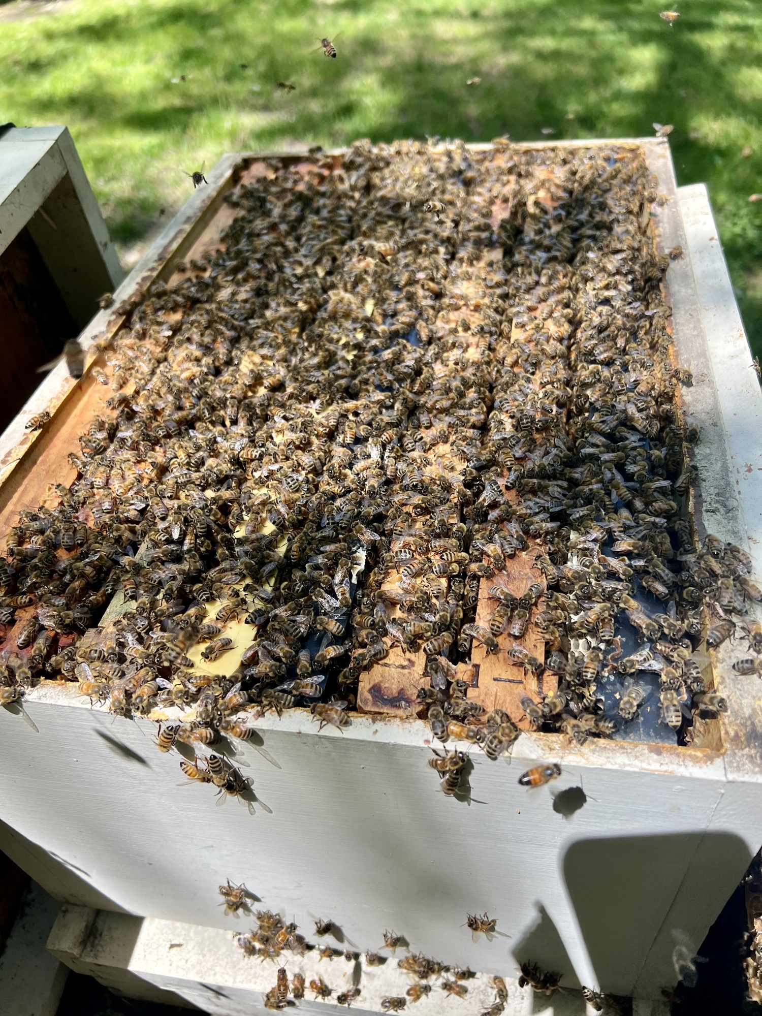 After a bad start, the bees settled into their new home quite happily. LISA DAFFY