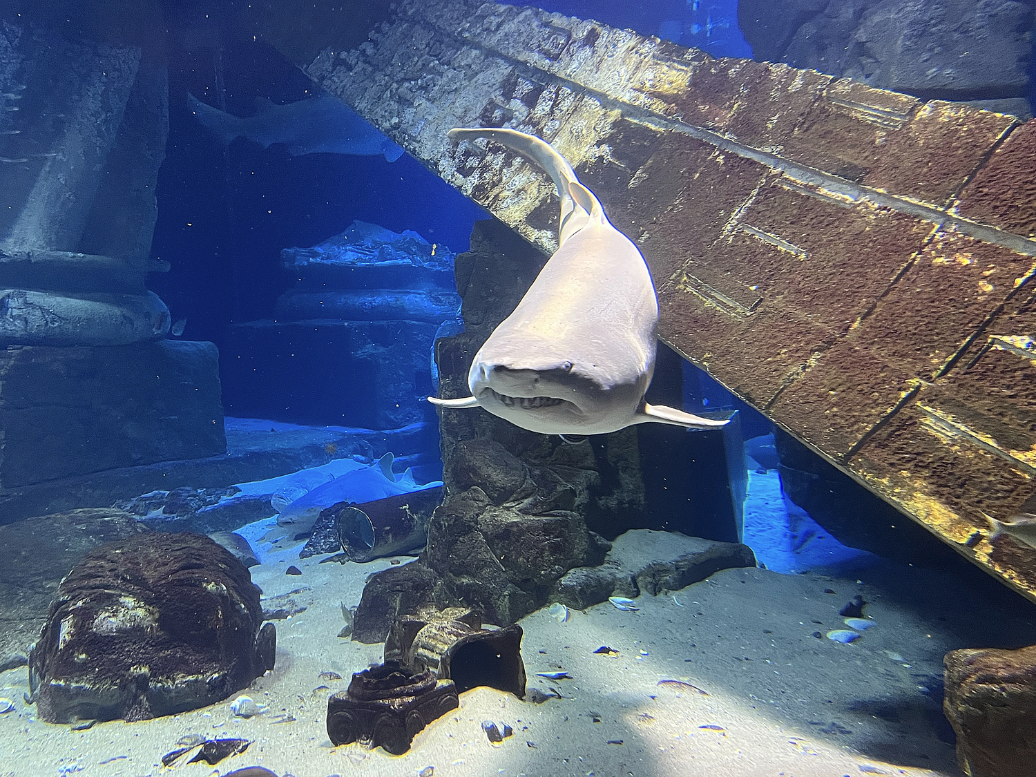 A resident of the Lost City of Atlantis Shark Habitat at the Long Island Aquarium. DANA SHAW