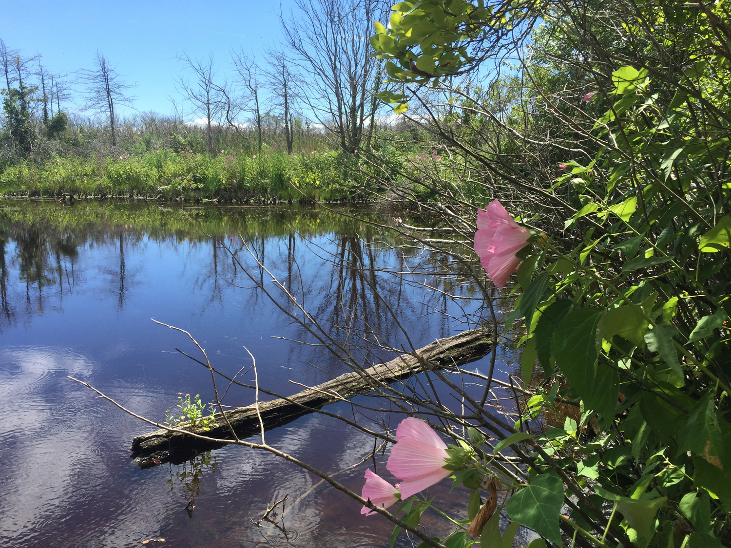 Freshwater pond on Plum Island. James Dineen photo