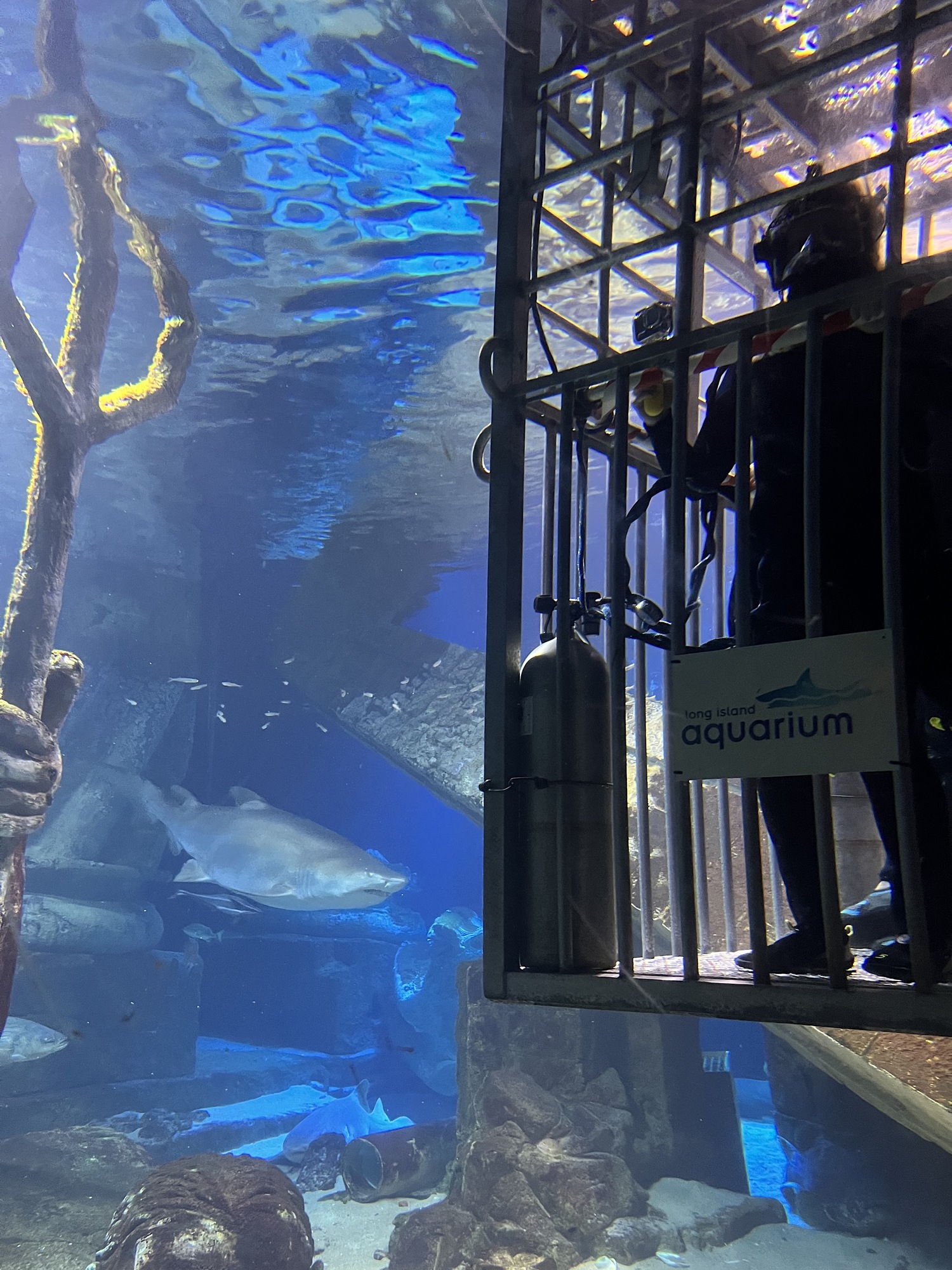 A Deep Dive Into the Surreal World of Swimming With Sharks