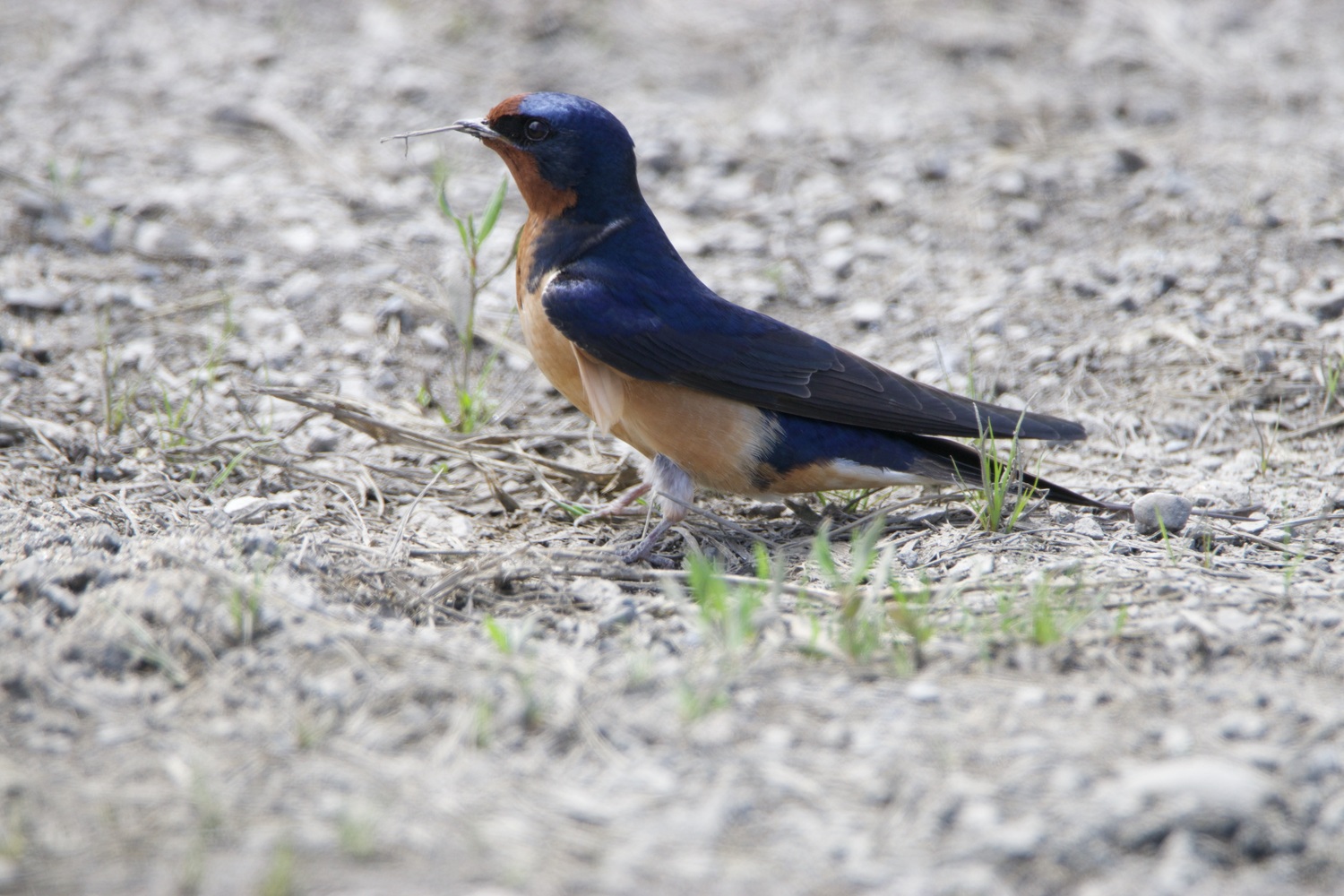 A barn swallow preparing to make a nest.   TERRY SULLIVAN