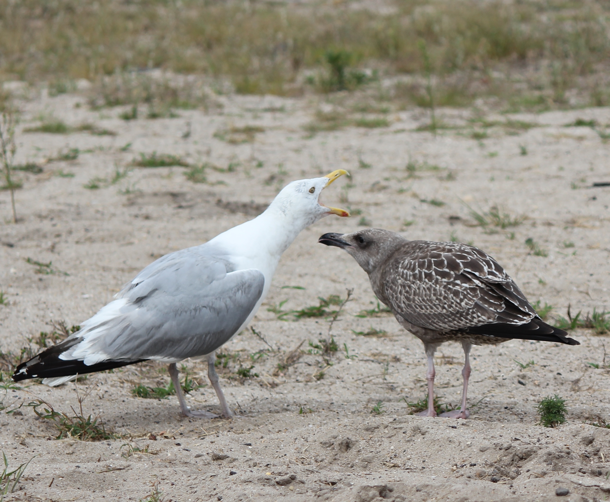 A adult herring gull, left, and a black-backed gull chick.    TERRY SULLIVAN