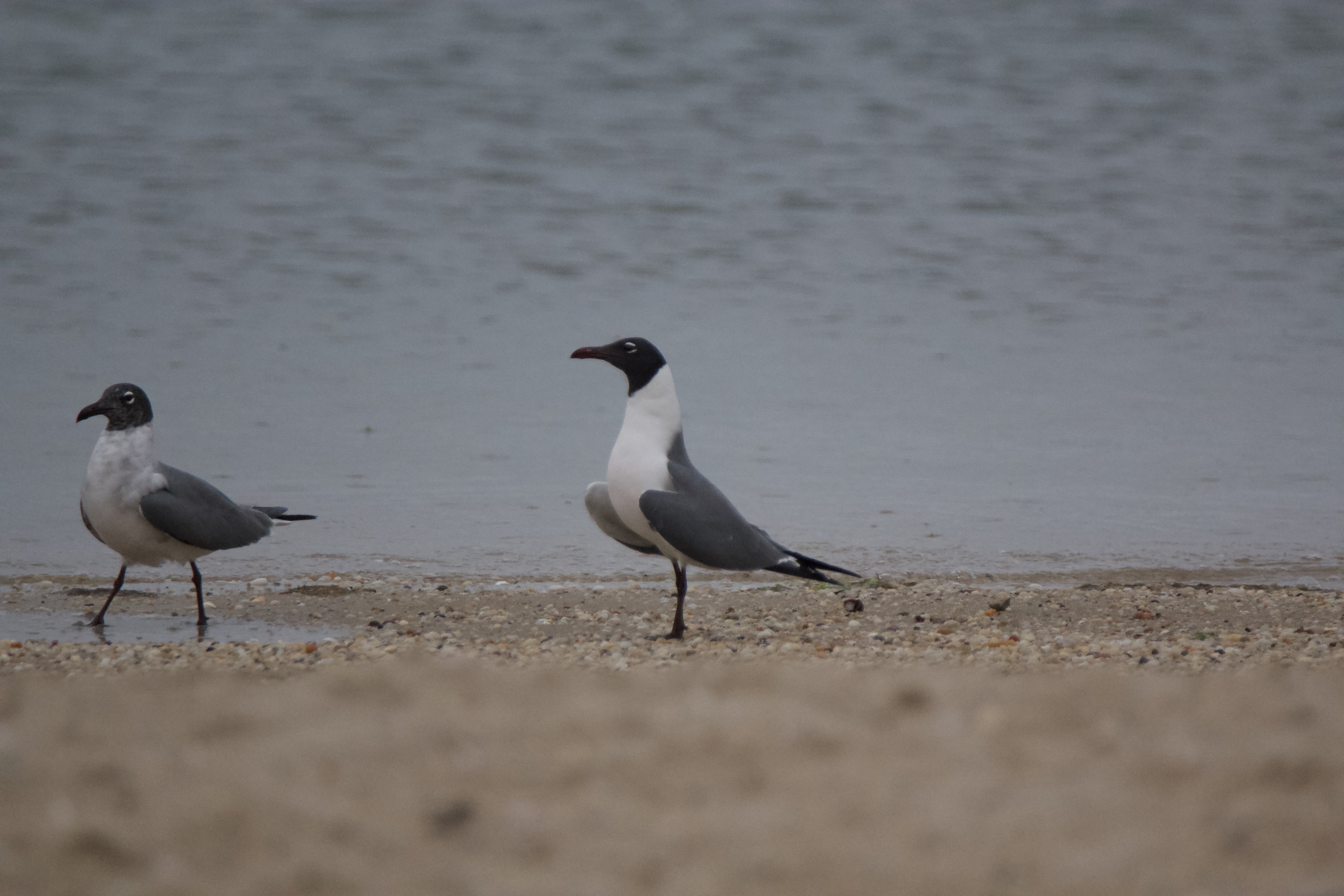 A pair of laughing gulls.   TERRY SULLIVAN