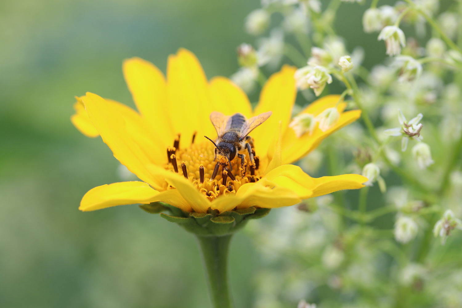 A leafcutter bee on a sunflower.   REBECCA MCMACKIN