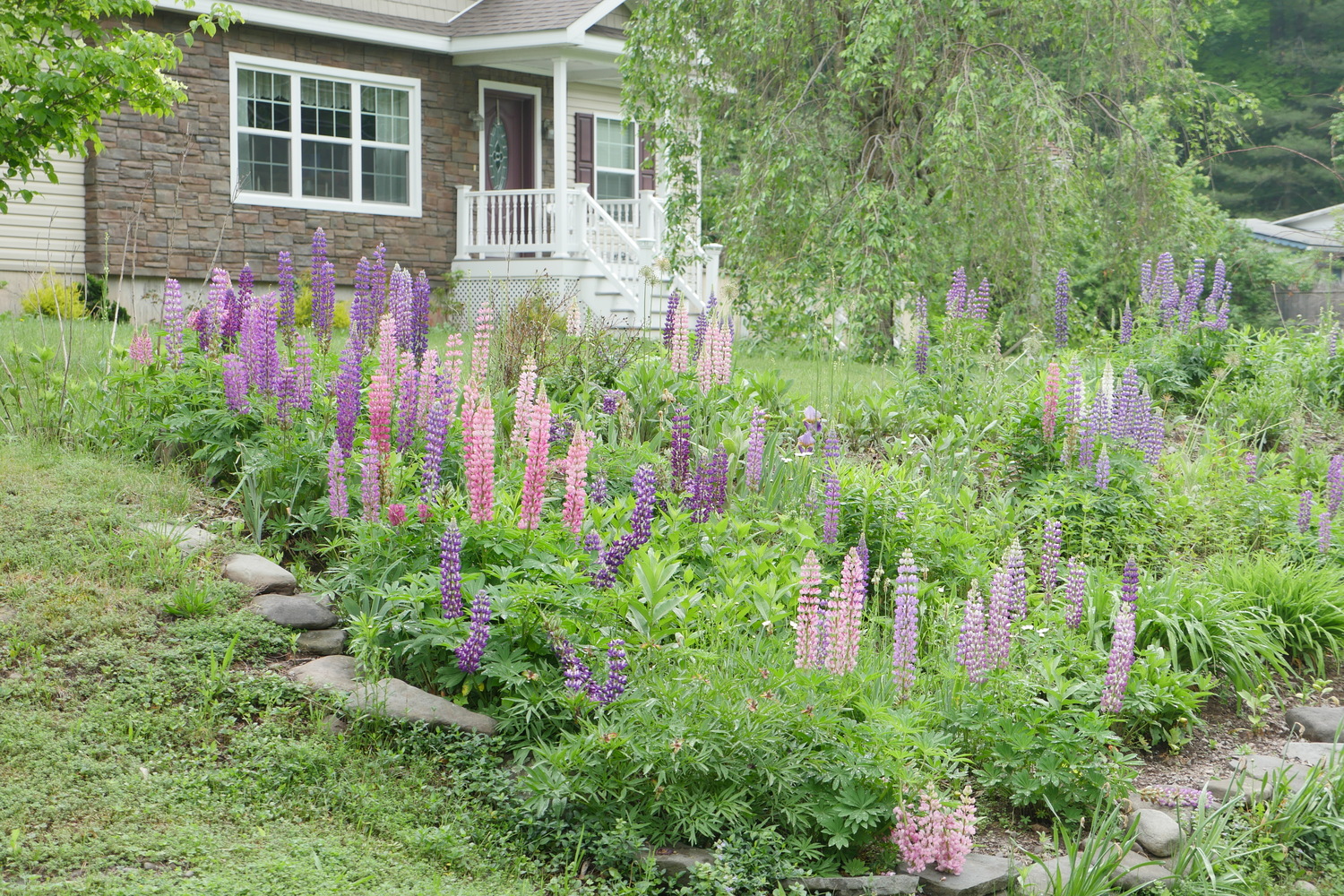 A 2015 picture of a mixed perennial border that featured lupines blooming in late May and into June. Note this garden is on a slope that creates the good drainage that all lupines require or they easily rot after one season. ANDREW MESSINGER