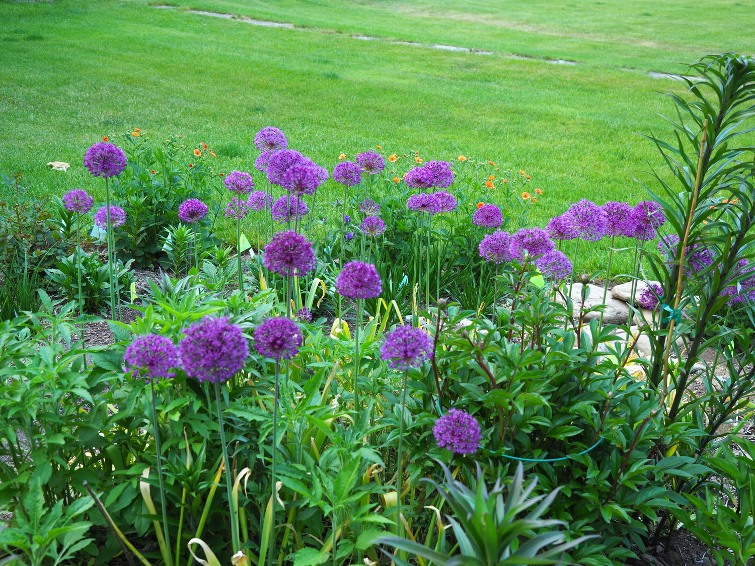 Alliums, or ornamental onions, bloom mid-spring and into the summer depending on the variety.  They don’t grow from crowns and they have hollow stems but we still treat them as perennials and use them in perennial gardens.  Varieties like Globemaster can be quite stunning and make great cuts.
ANDREW MESSINGER