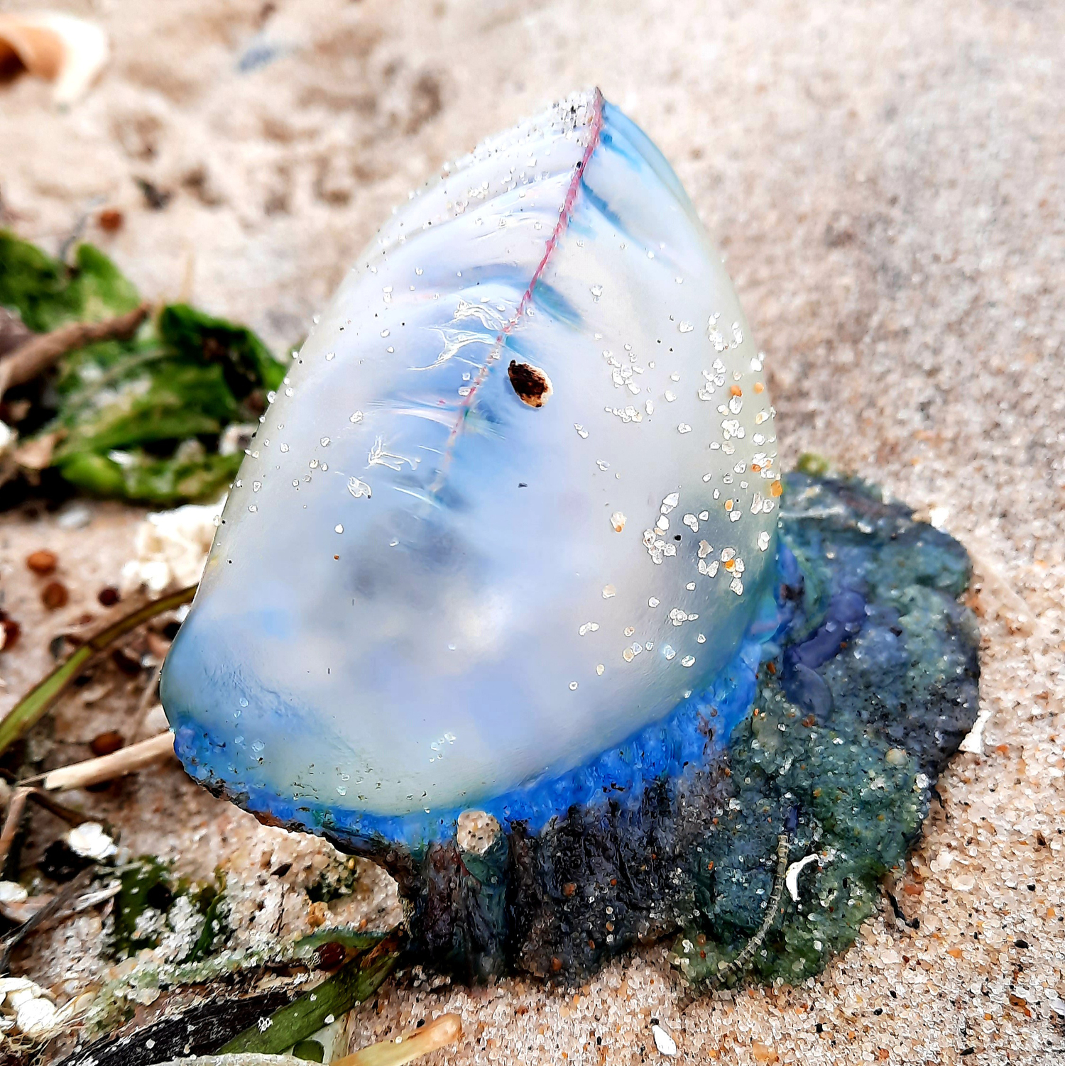 Portugese Man-of-War. @fishguyphotos