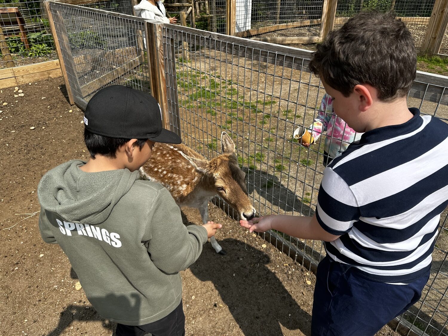 Students from the third grade classes at Springs School went to the Long Island Game Farm in Manorville last Thursday for a spring field trip. KATHRYN MENU