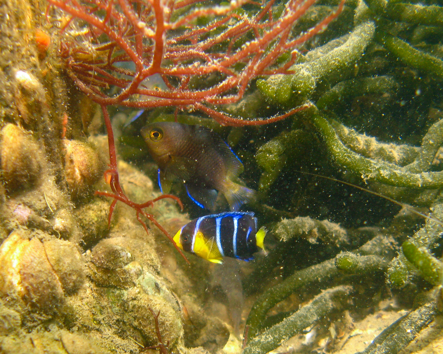 Blue angelfish and bicolor damselfish. @fishguyphotos