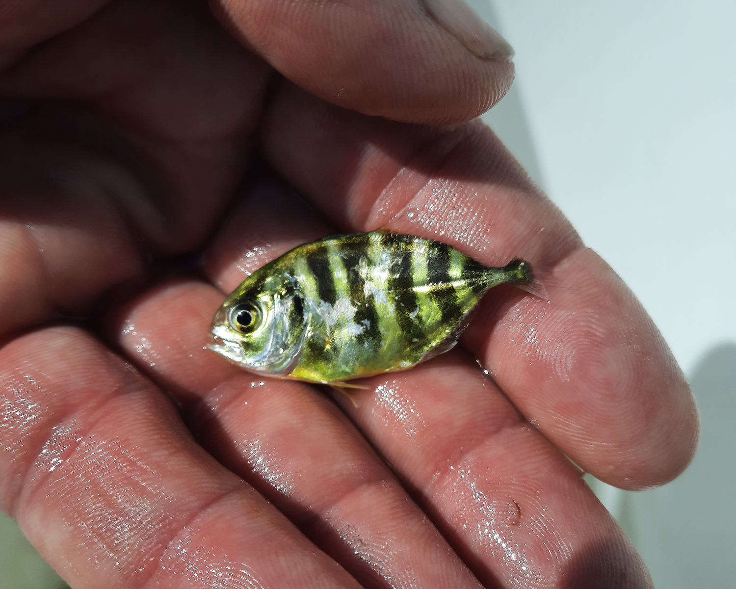 Crevalle jack. @fishguyphotos