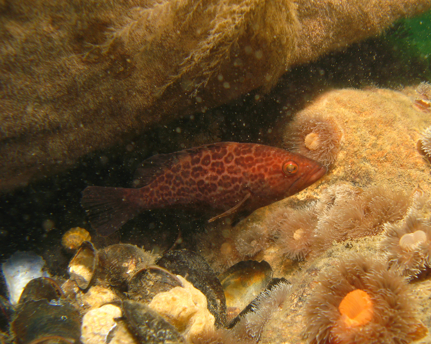 Grouper Scamp. @fishguyphotos