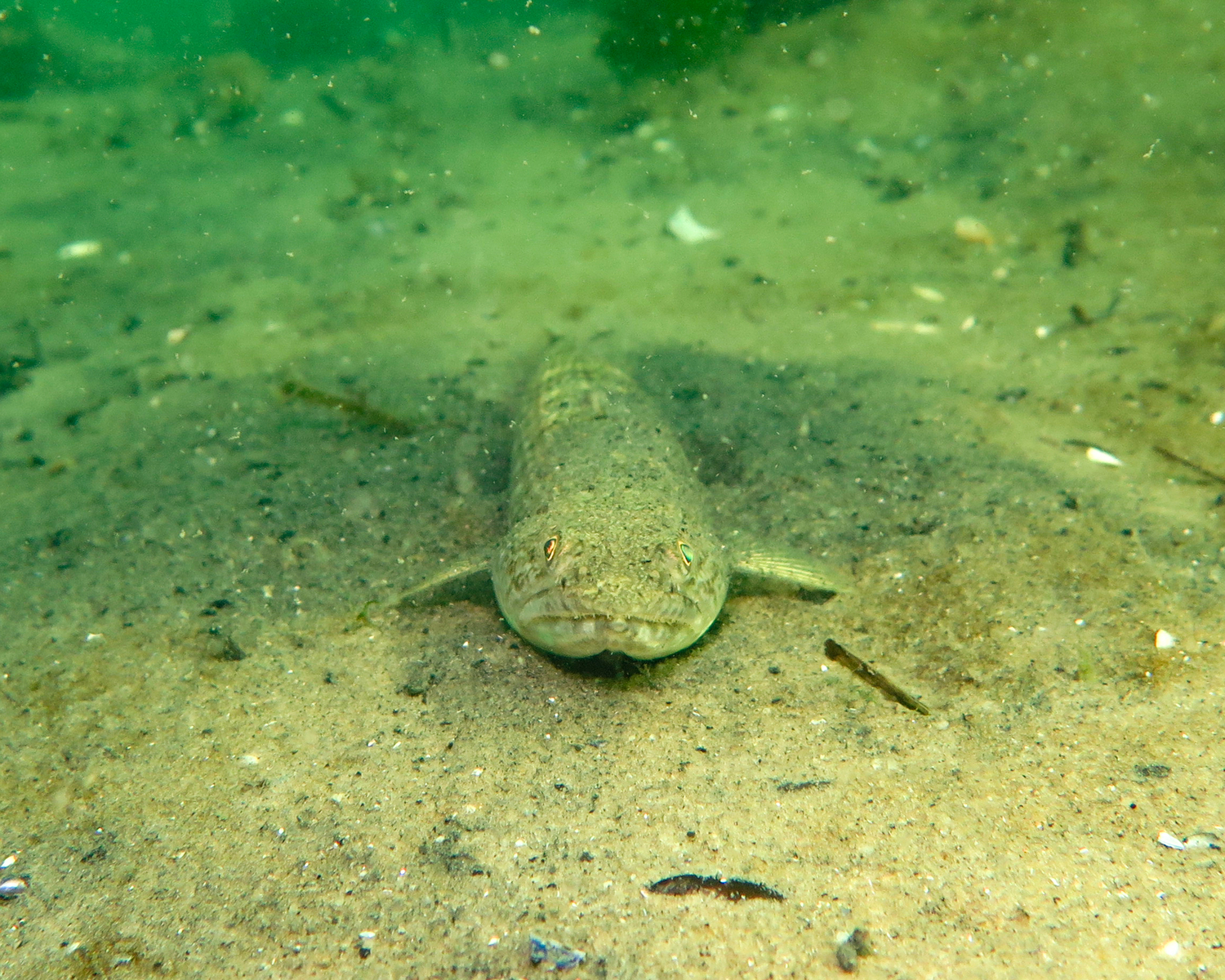 Inshore lizardfish. @fishguyphotos