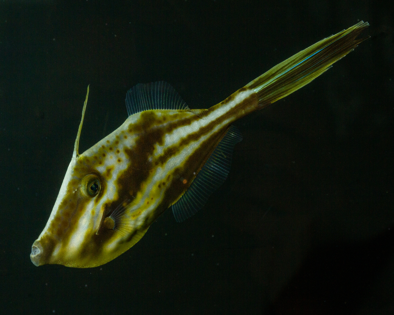 Orange filefish. @fishguyphotos