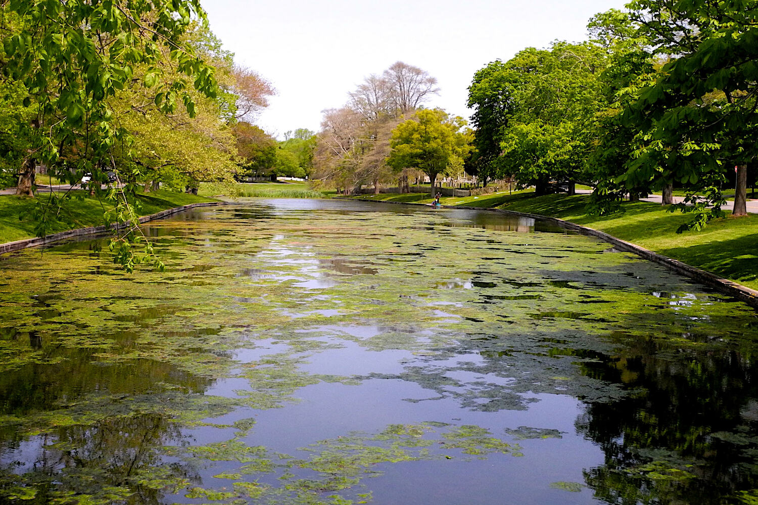 Blobs of slimy algae have been blooming in Town Pond in East Hampton Village this spring. Crews working for the village have been raking it out but new blooms pop up in a matter of days. 
KYRIL BROMLEY