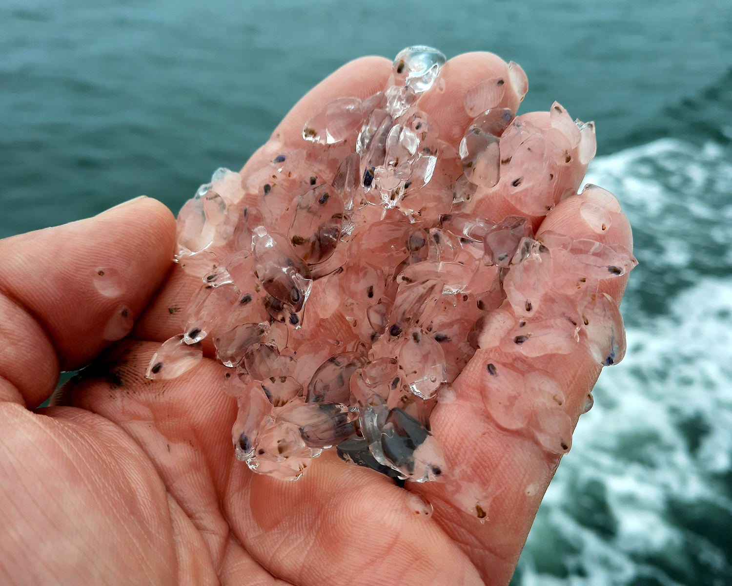 The last two summers we have seen large amounts of small gelatinous creatures that have been washing up on local beaches. They are salps. Salps are pelagic tunicates (sea squirts) that filter phytoplankton from the water. They form chains, but break apart easily, especially as they crash around in the surf. Salps are classified in the Phylum chordata, which means they are taxonomically closer to humans than they are to jellyfish! Why are we seeing so many lately? They drift aimlessly on the currents and when conditions are right, typically when we have southeast winds, they get swept inshore. They are completely harmless so there is no need to panic.