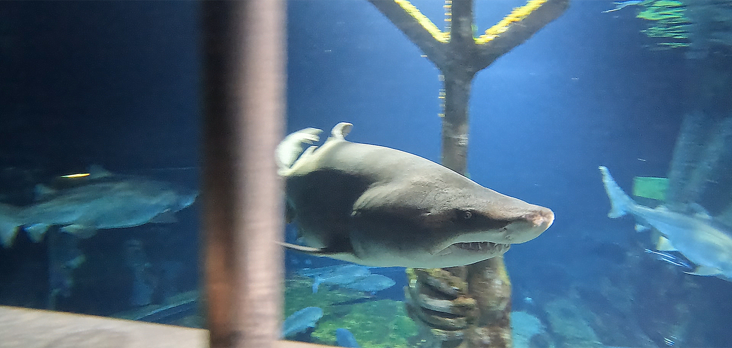 A shark in view from inside the dive cage.