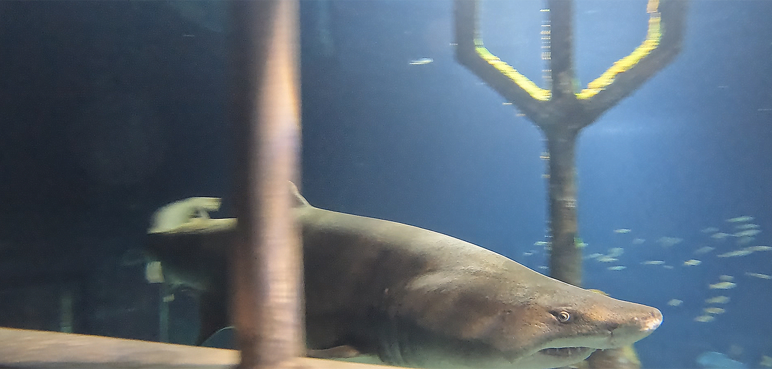A shark in view from inside the dive cage.